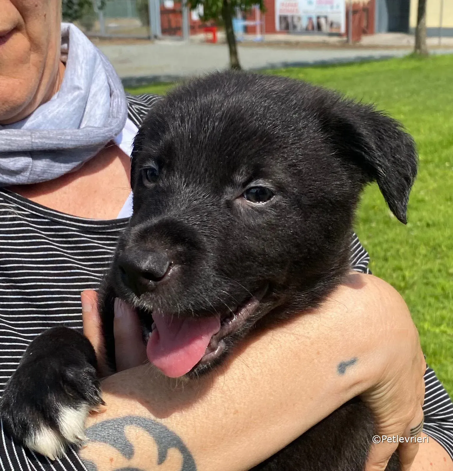 conor adozione greyhound petlevrieri 08 1