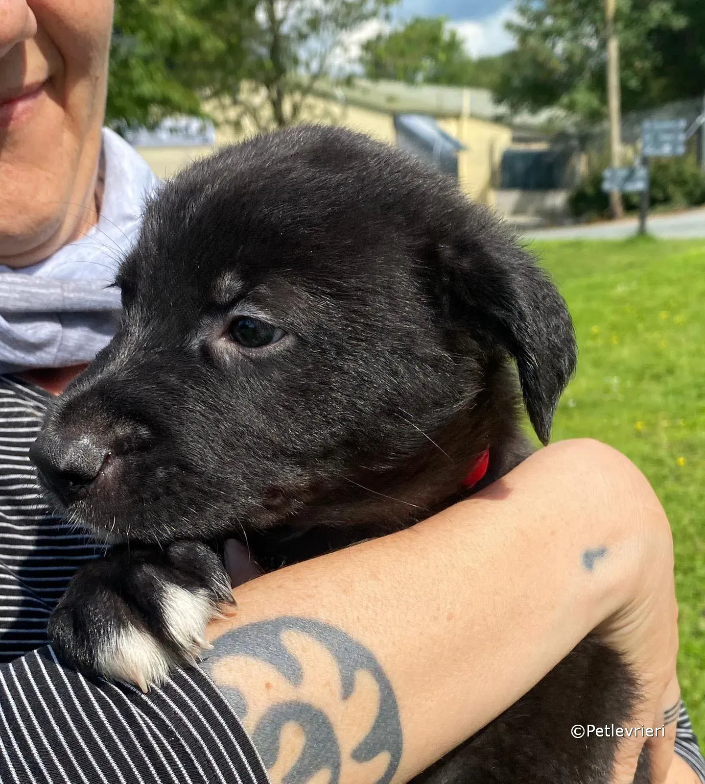 conor adozione greyhound petlevrieri 09