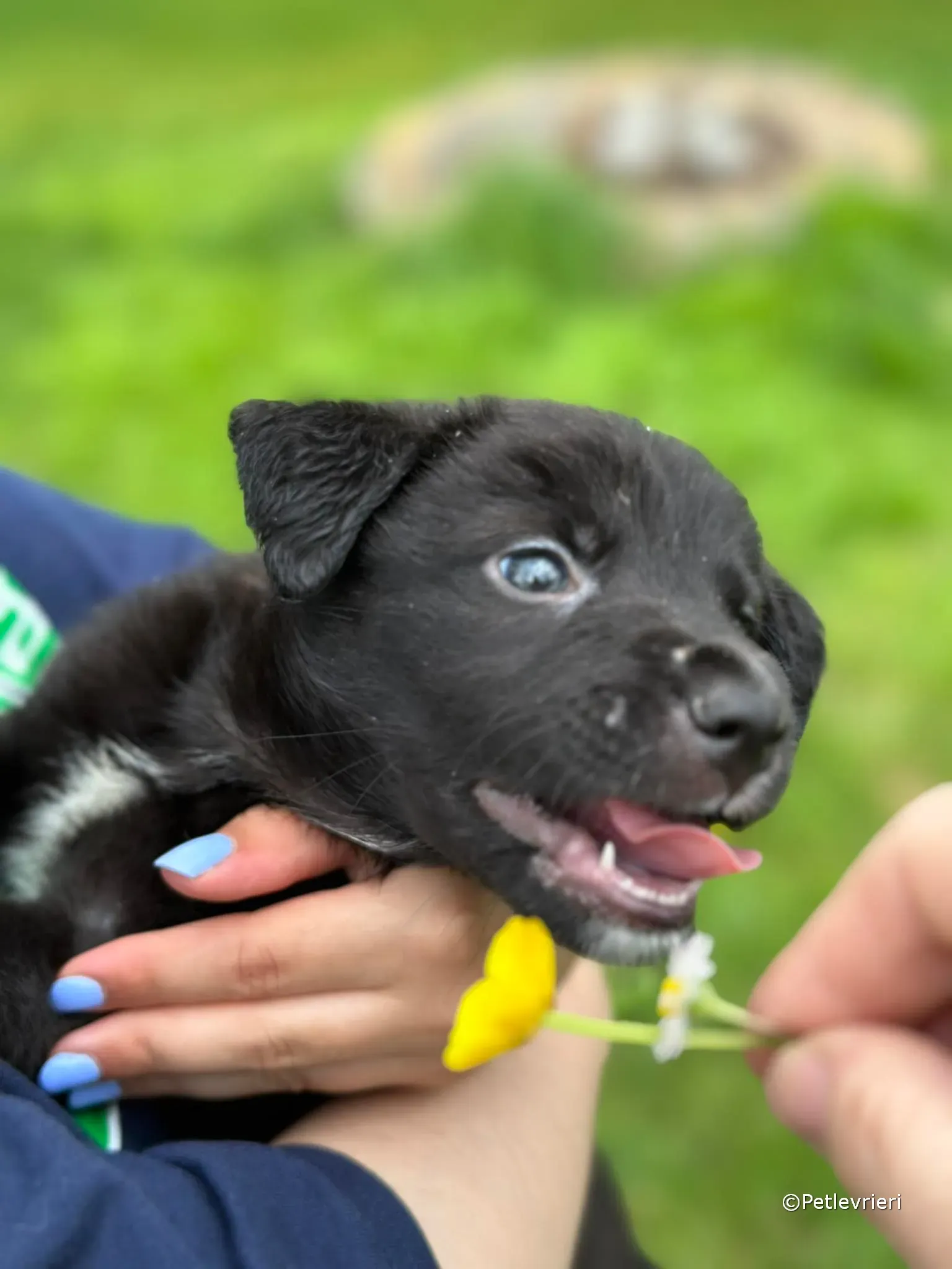 conor adozione greyhound petlevrieri 100