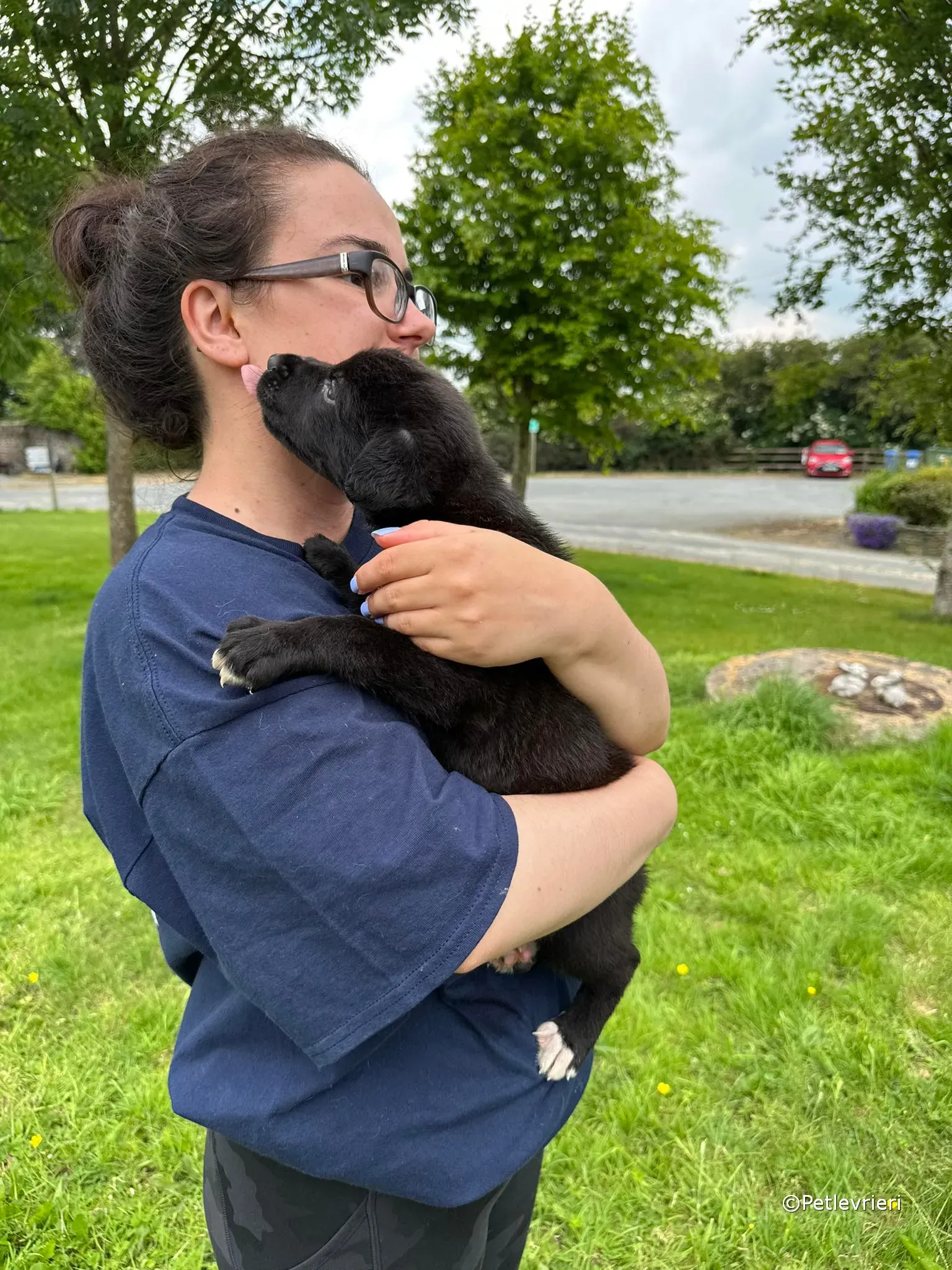 conor adozione greyhound petlevrieri 14