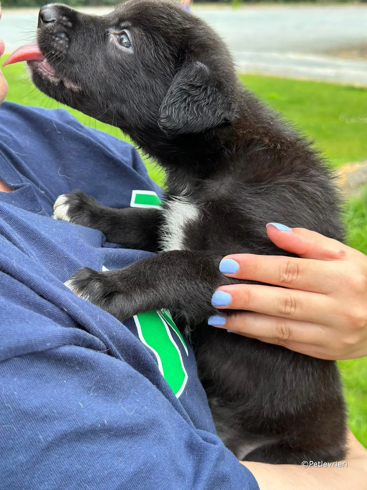 conor adozione greyhound petlevrieri 15