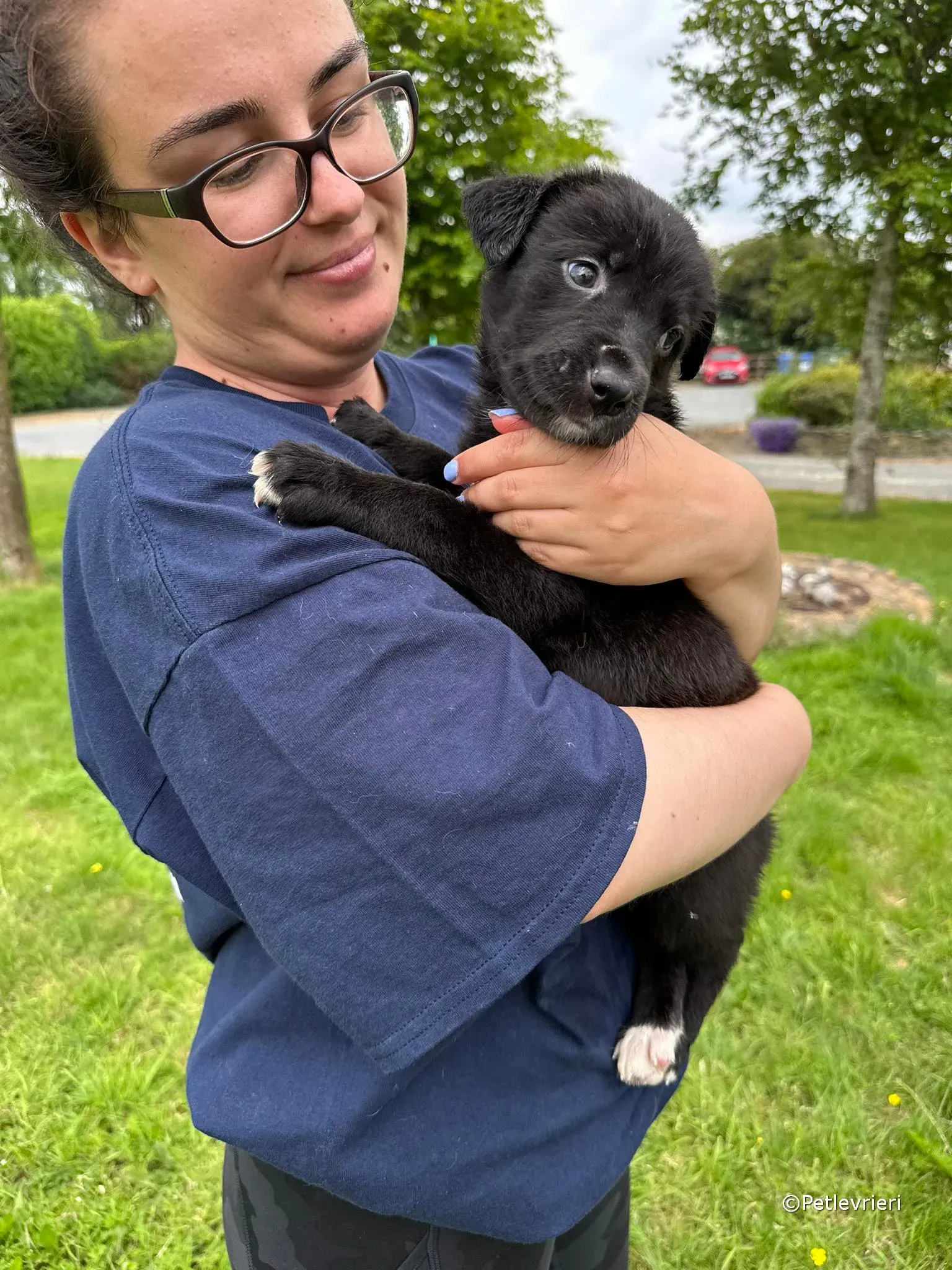 conor adozione greyhound petlevrieri 16