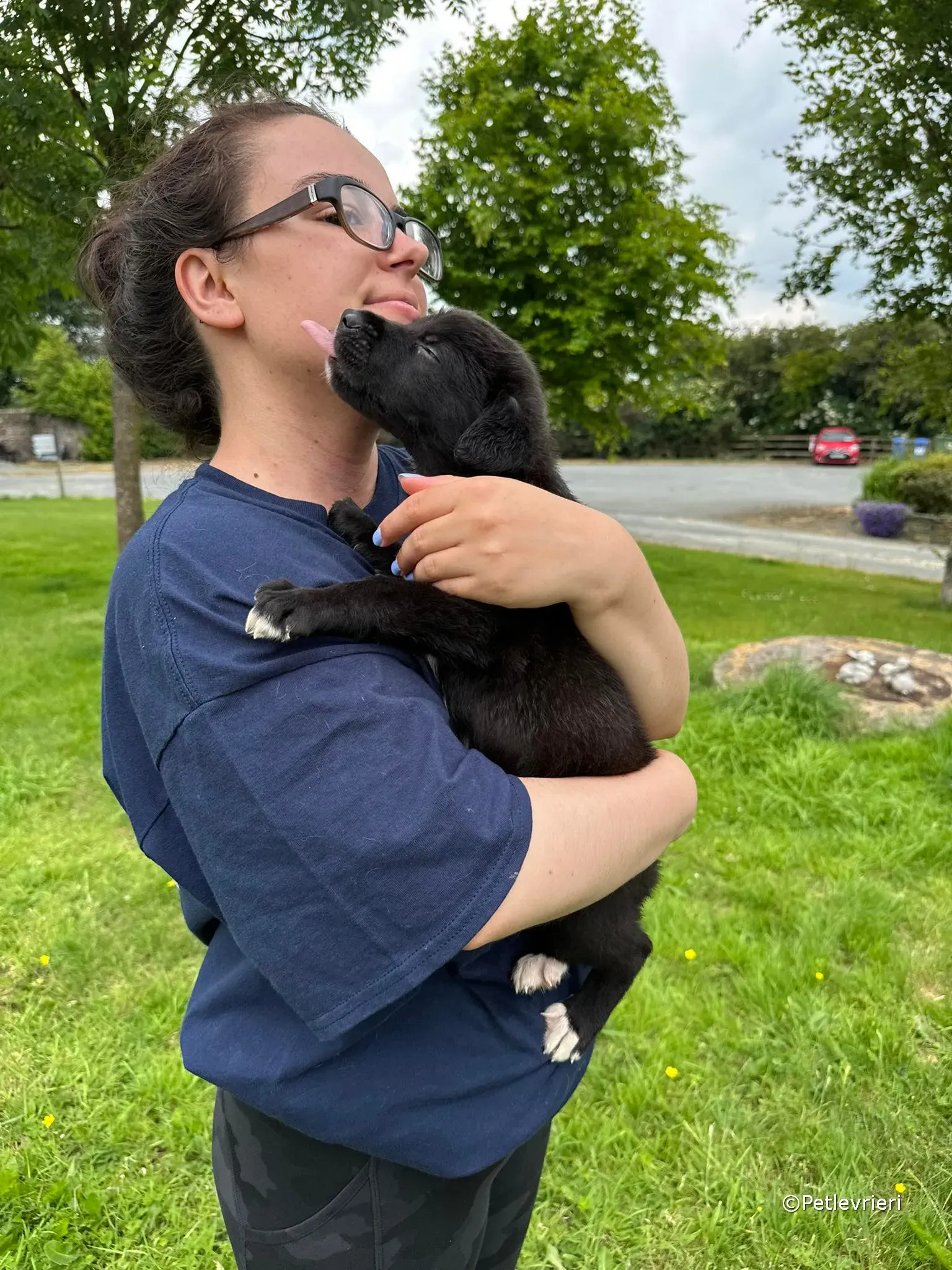 conor adozione greyhound petlevrieri 20