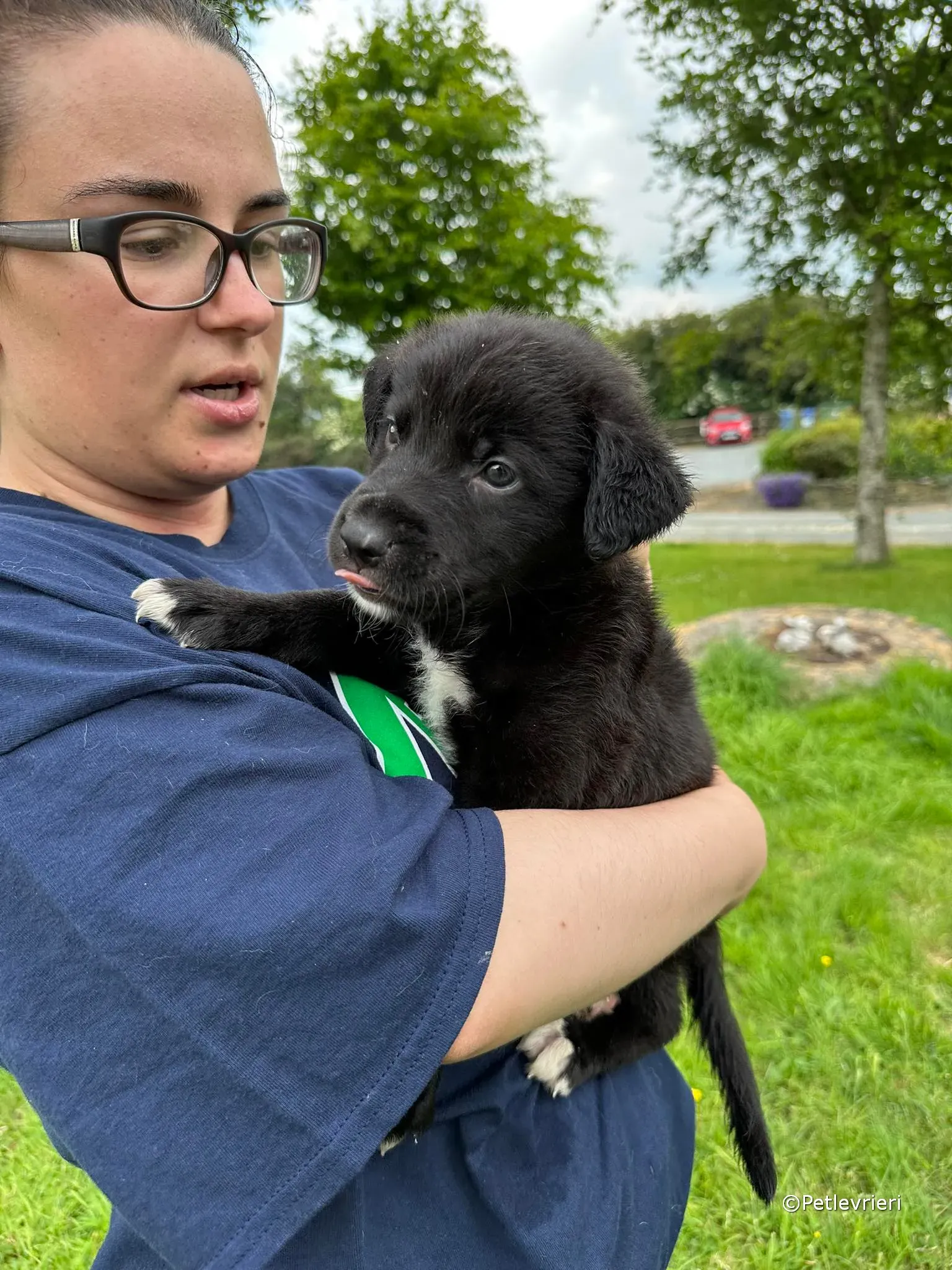 conor adozione greyhound petlevrieri 28