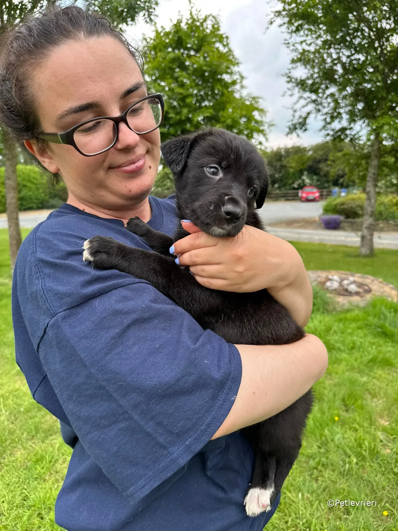 conor adozione greyhound petlevrieri 30