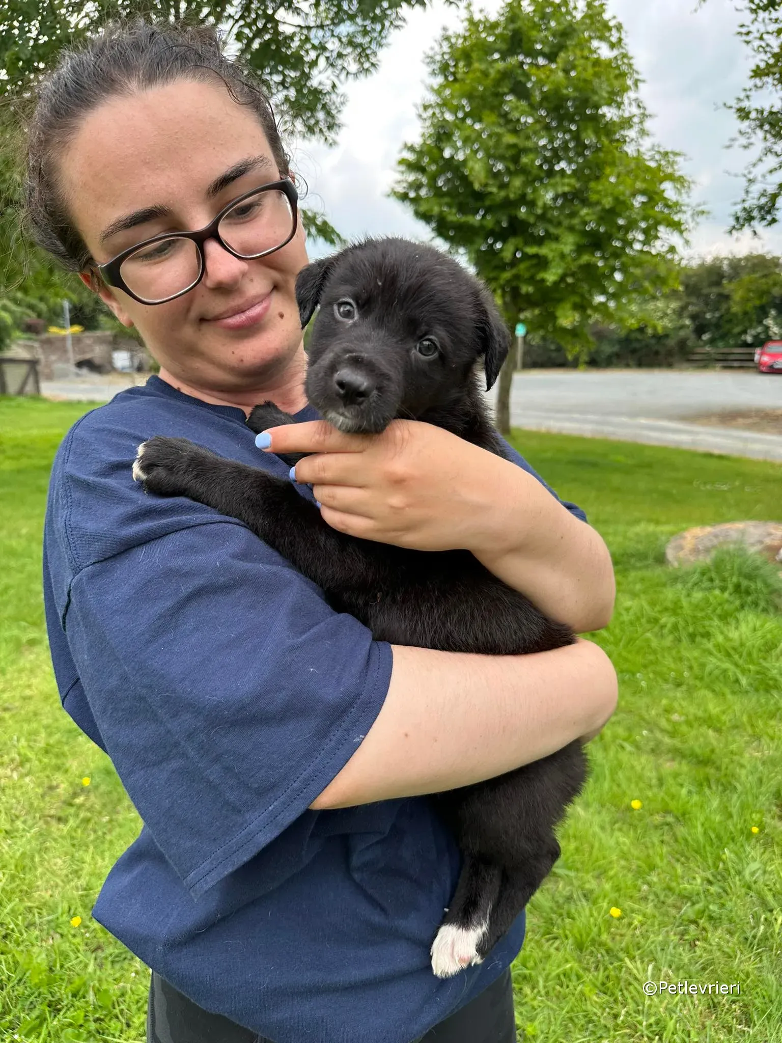 conor adozione greyhound petlevrieri 33