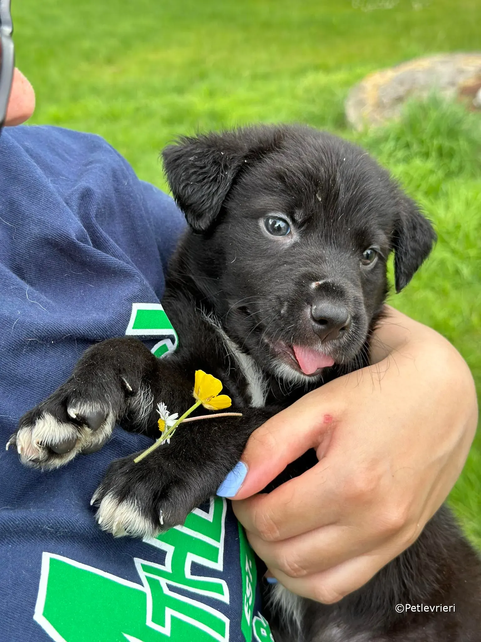 conor adozione greyhound petlevrieri 44