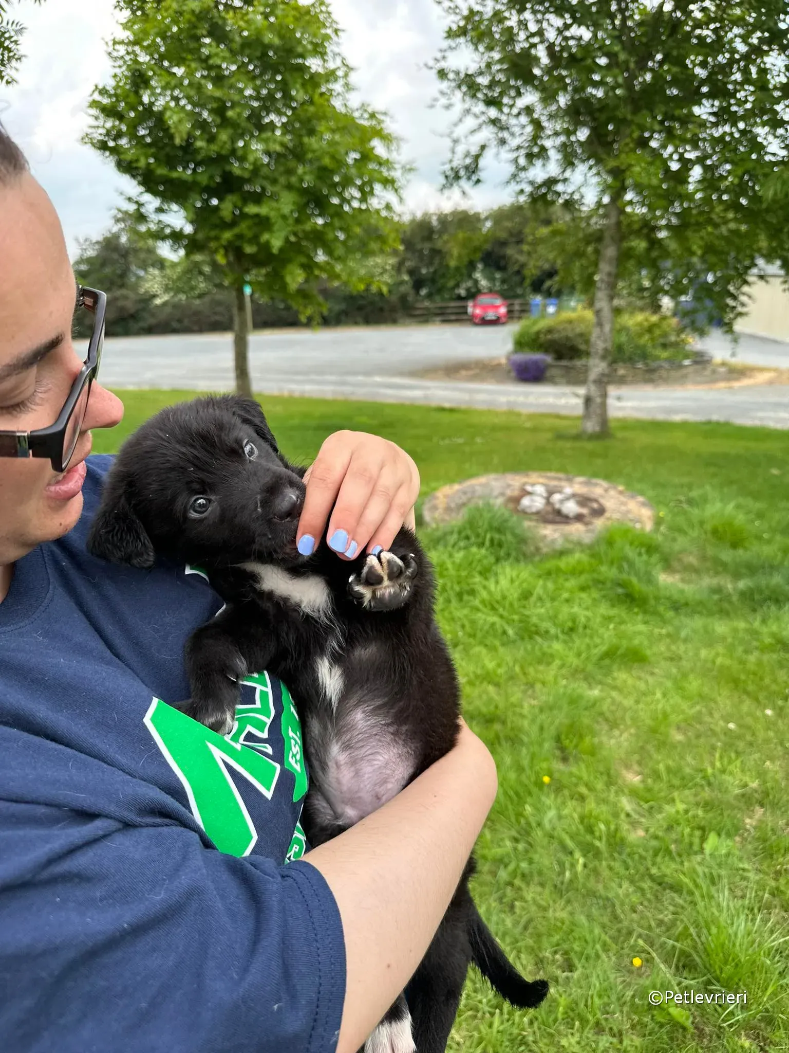 conor adozione greyhound petlevrieri 49