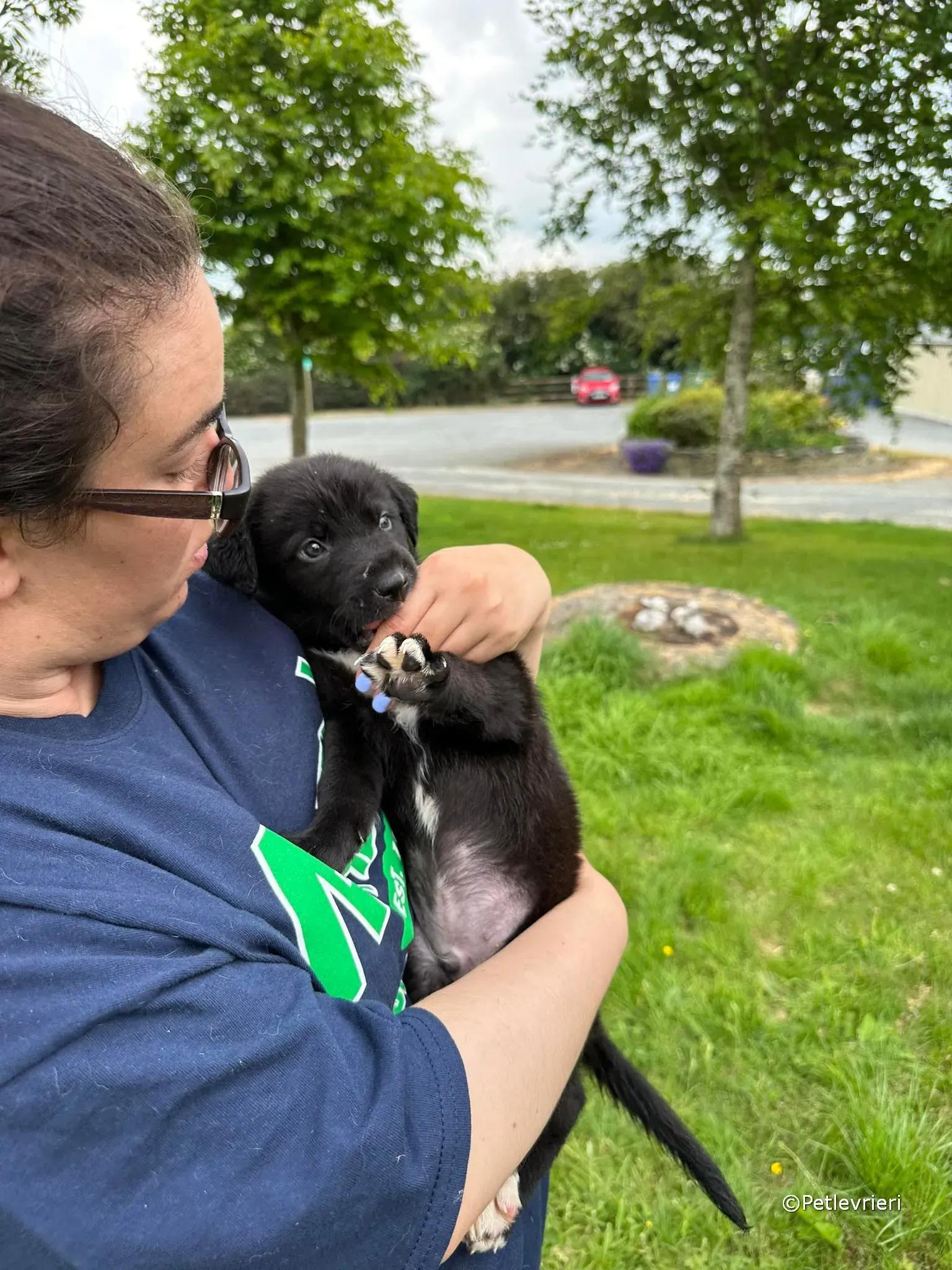 conor adozione greyhound petlevrieri 51