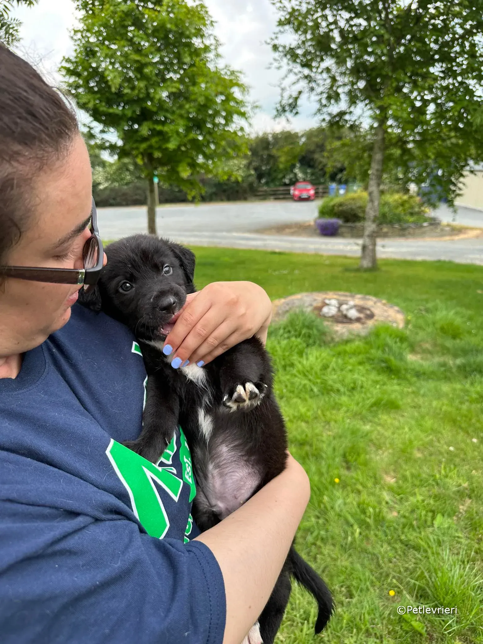 conor adozione greyhound petlevrieri 53