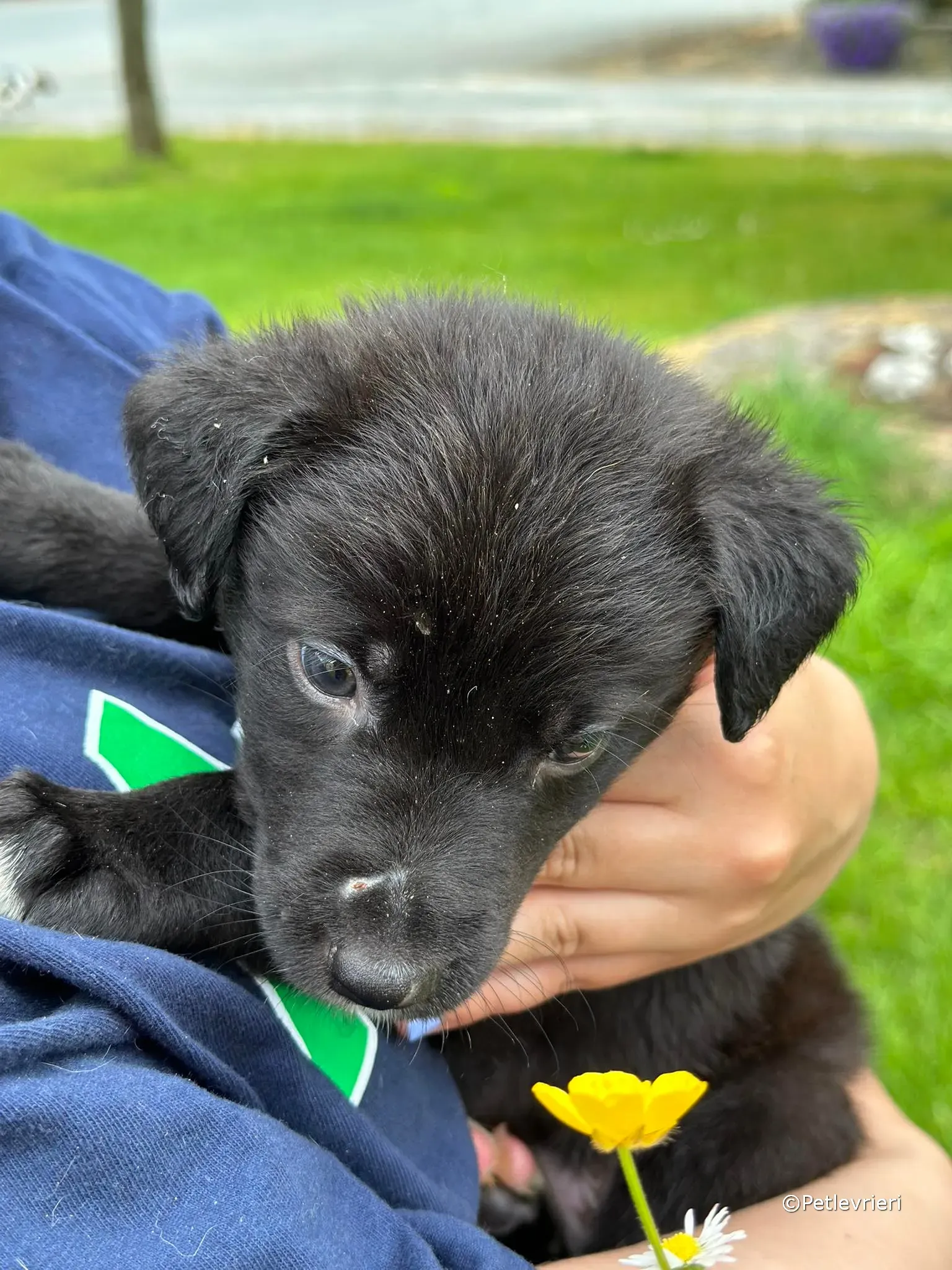 conor adozione greyhound petlevrieri 54