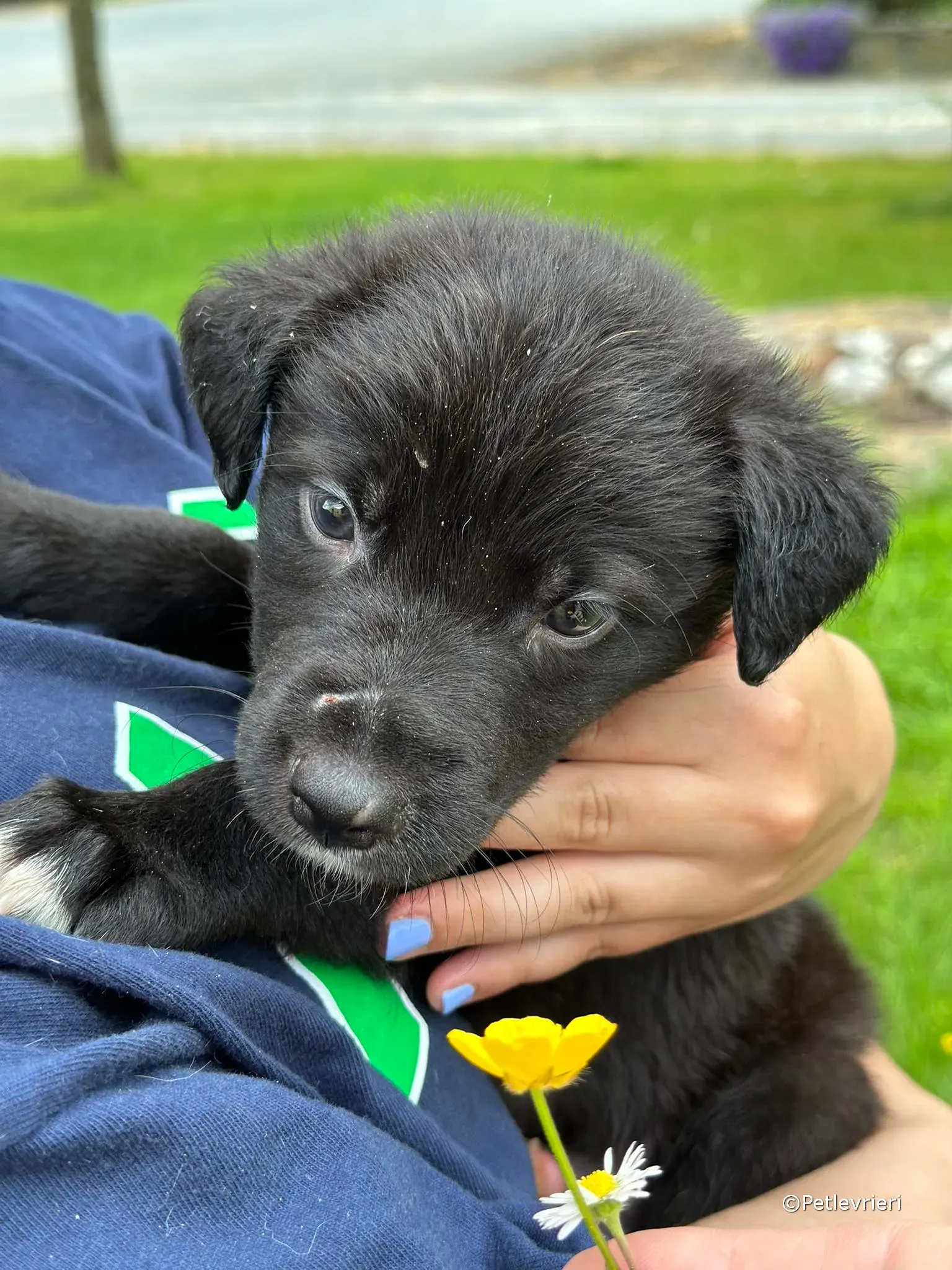 conor adozione greyhound petlevrieri 56