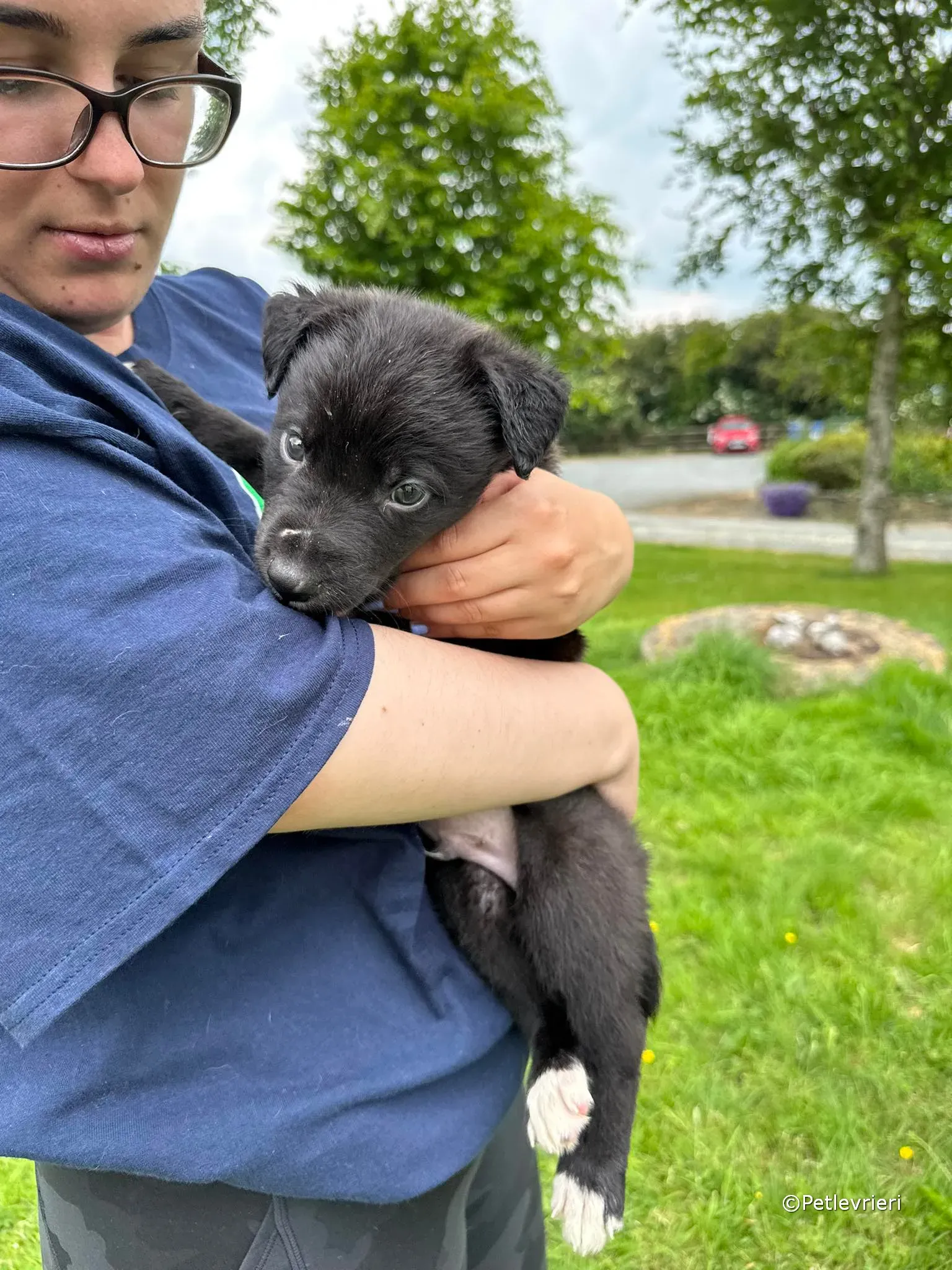 conor adozione greyhound petlevrieri 57