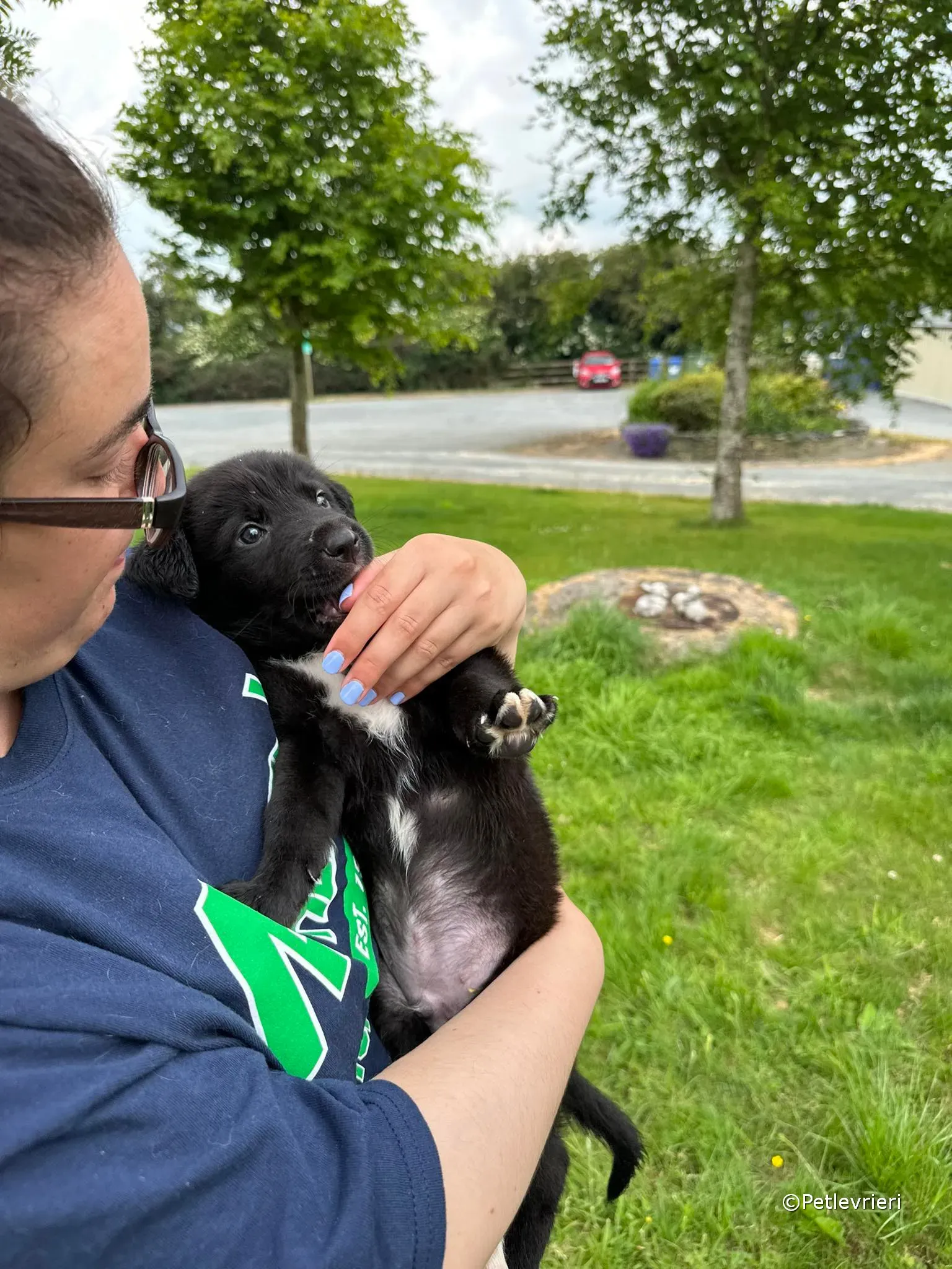 conor adozione greyhound petlevrieri 62