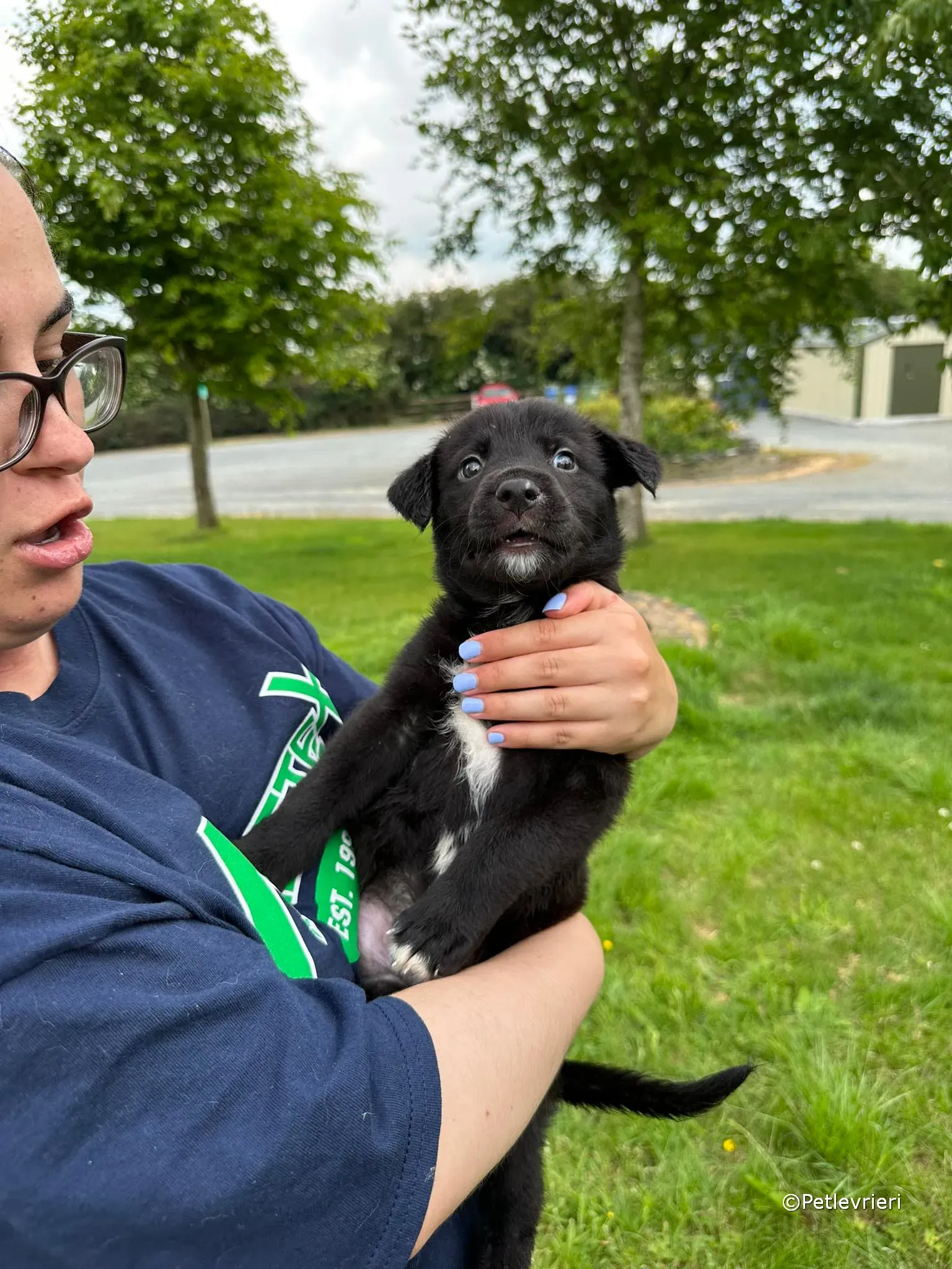 conor adozione greyhound petlevrieri 63