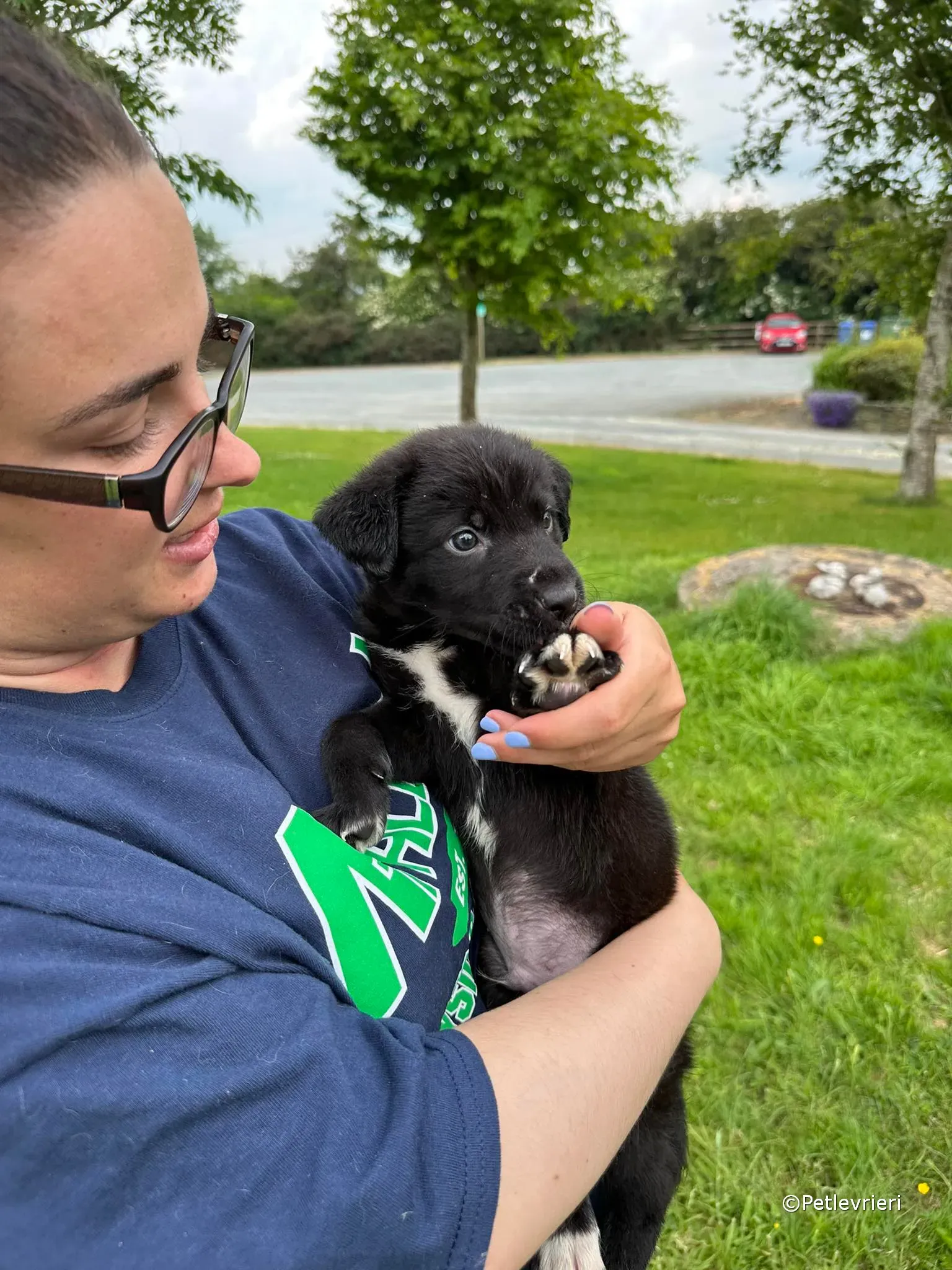 conor adozione greyhound petlevrieri 64