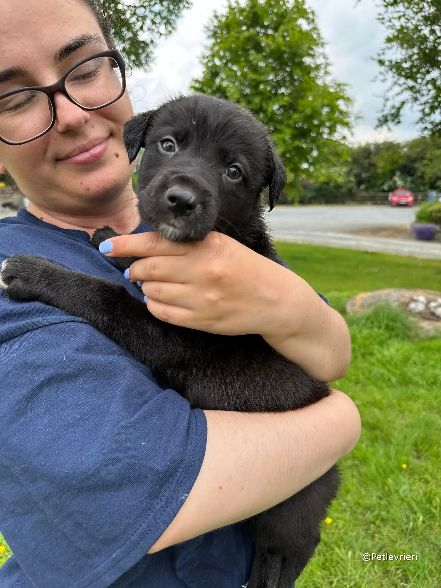 conor adozione greyhound petlevrieri 65