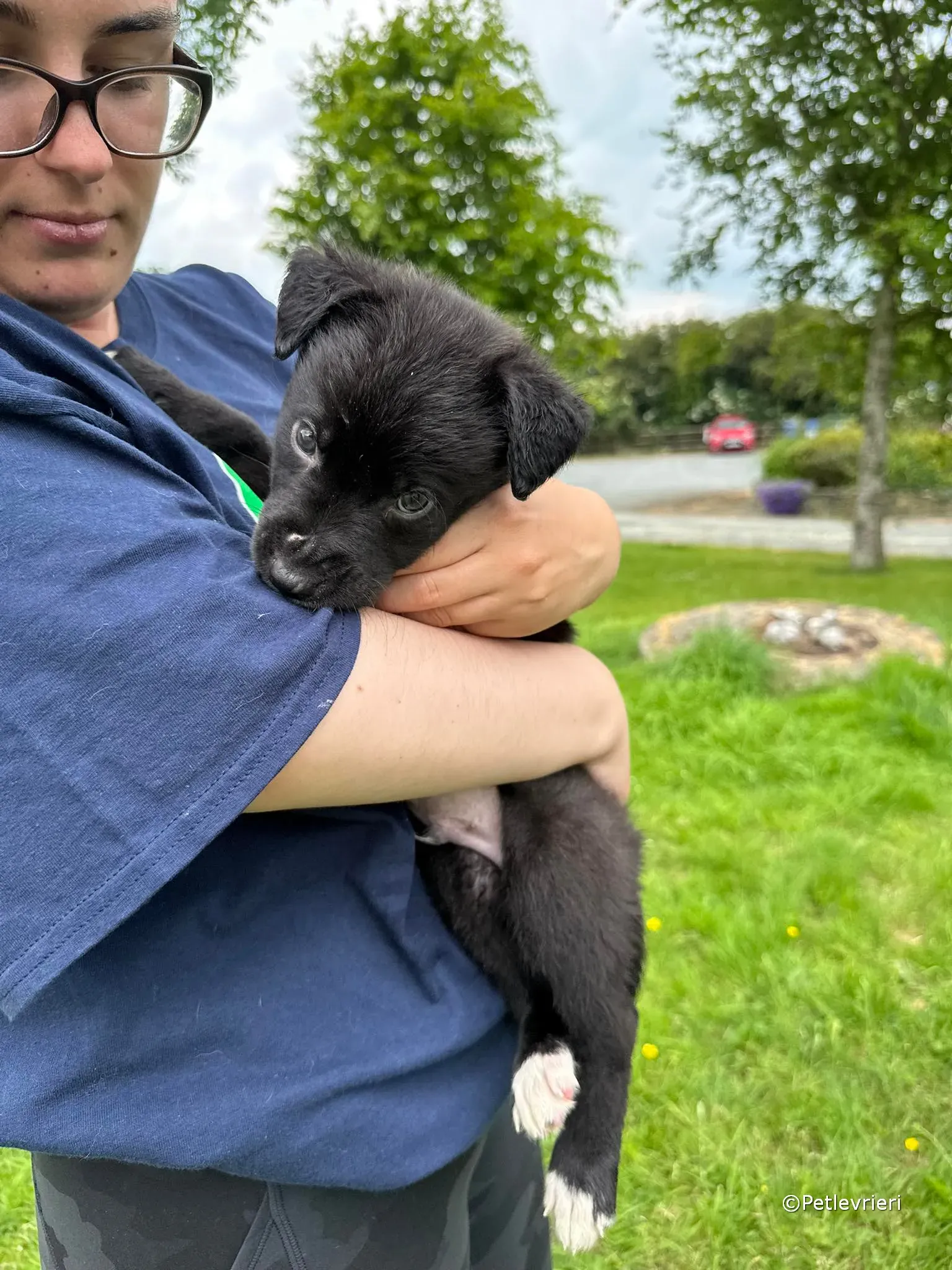 conor adozione greyhound petlevrieri 66