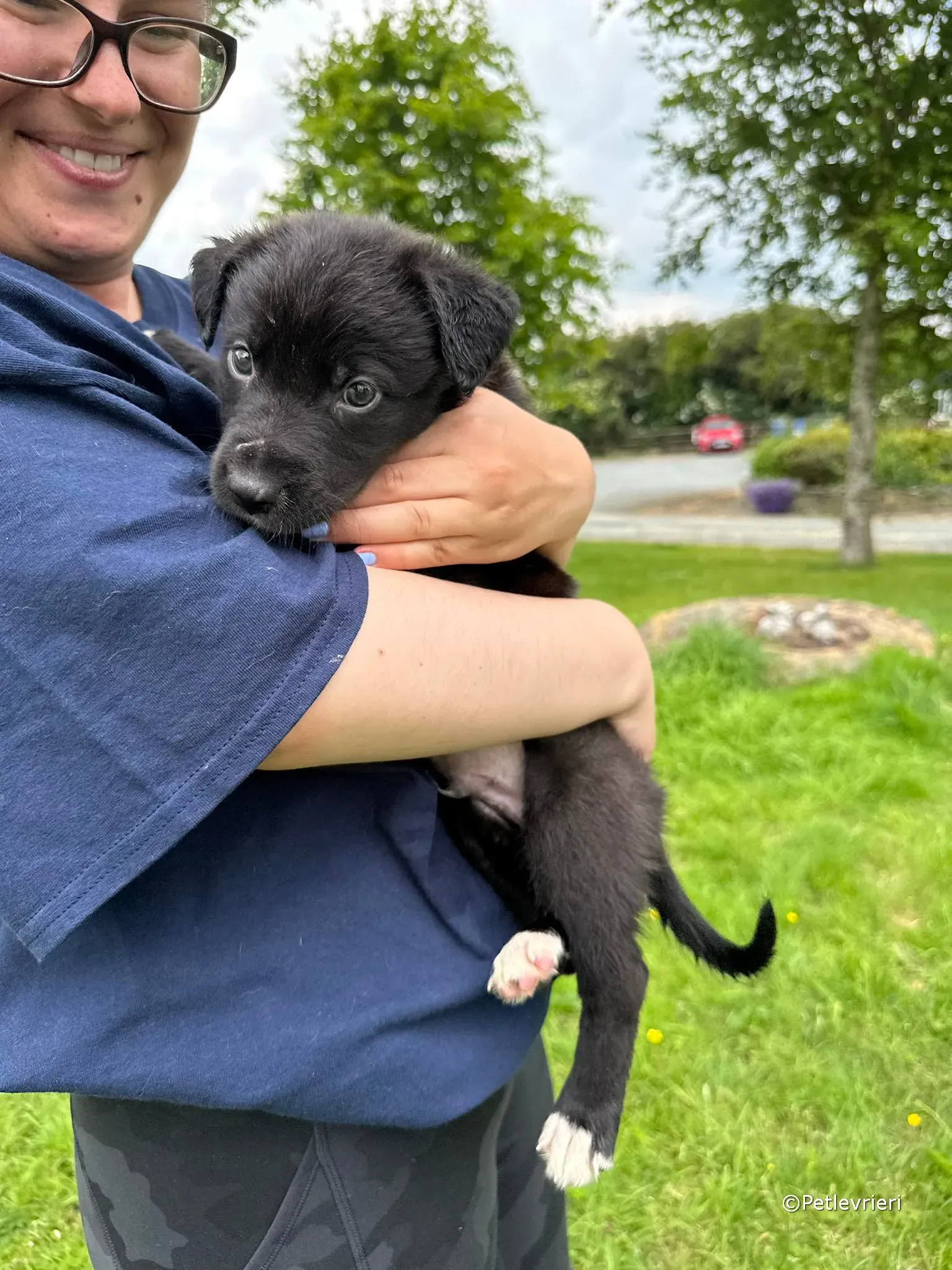 conor adozione greyhound petlevrieri 68