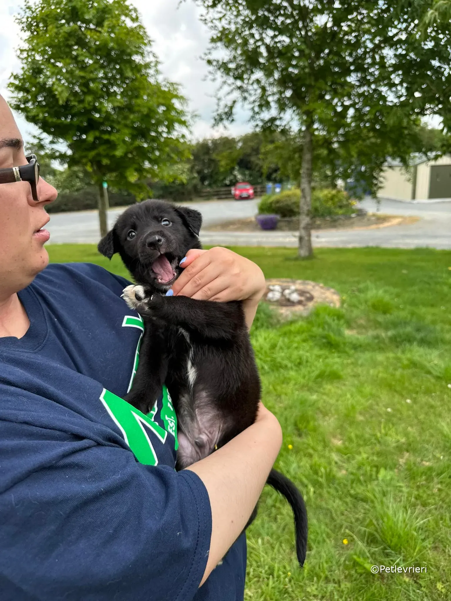 conor adozione greyhound petlevrieri 69