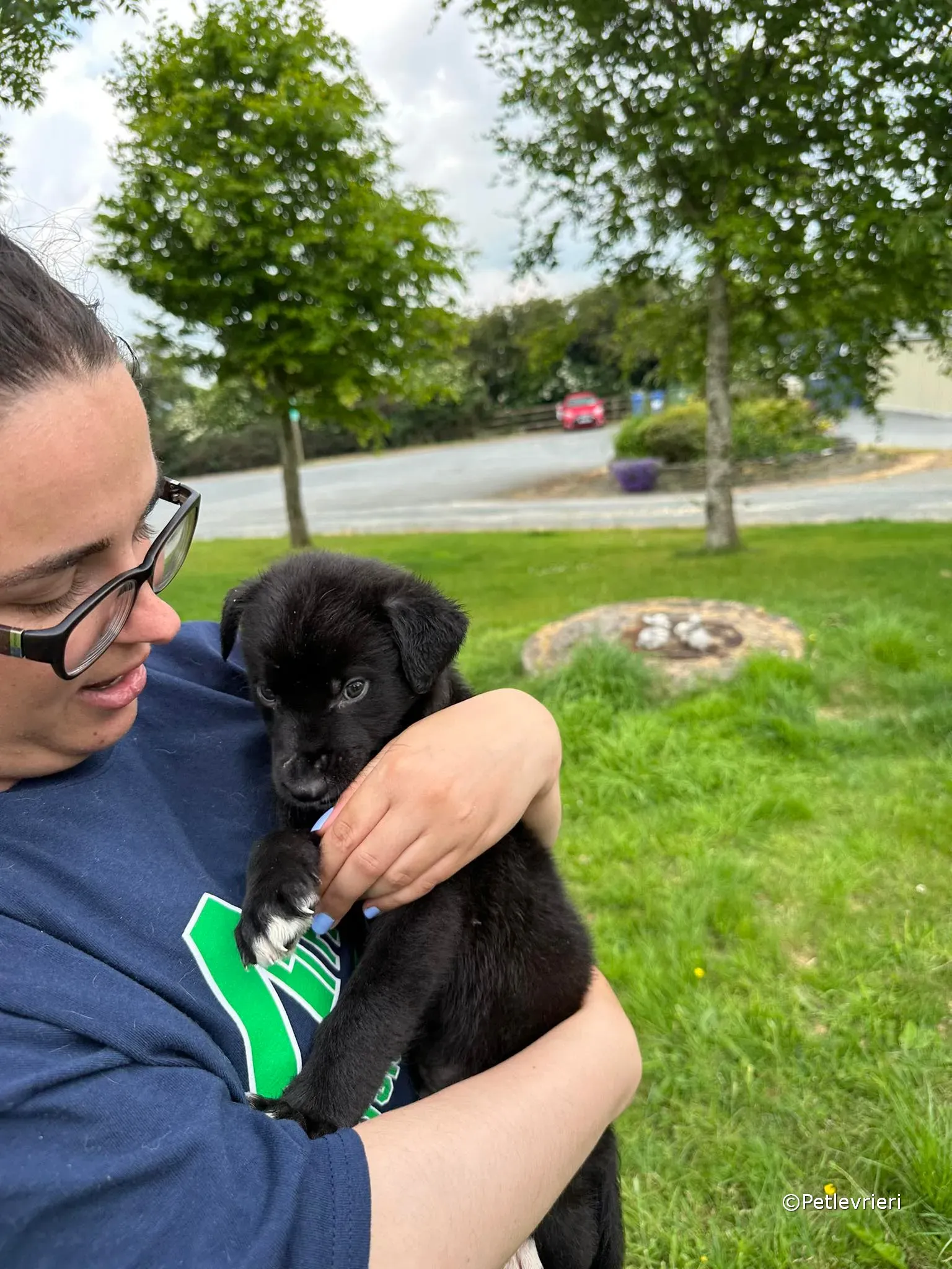 conor adozione greyhound petlevrieri 70