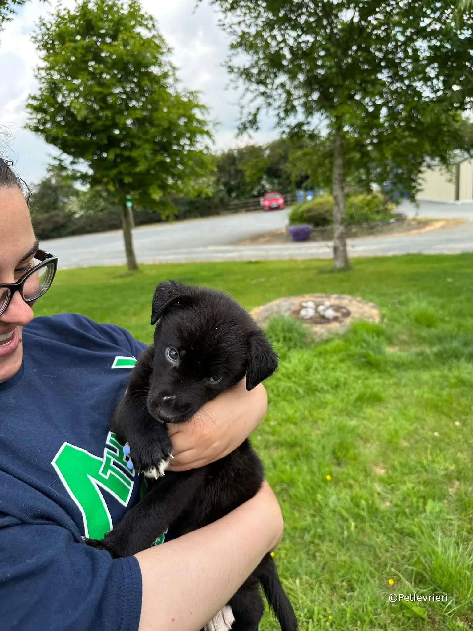 conor adozione greyhound petlevrieri 71