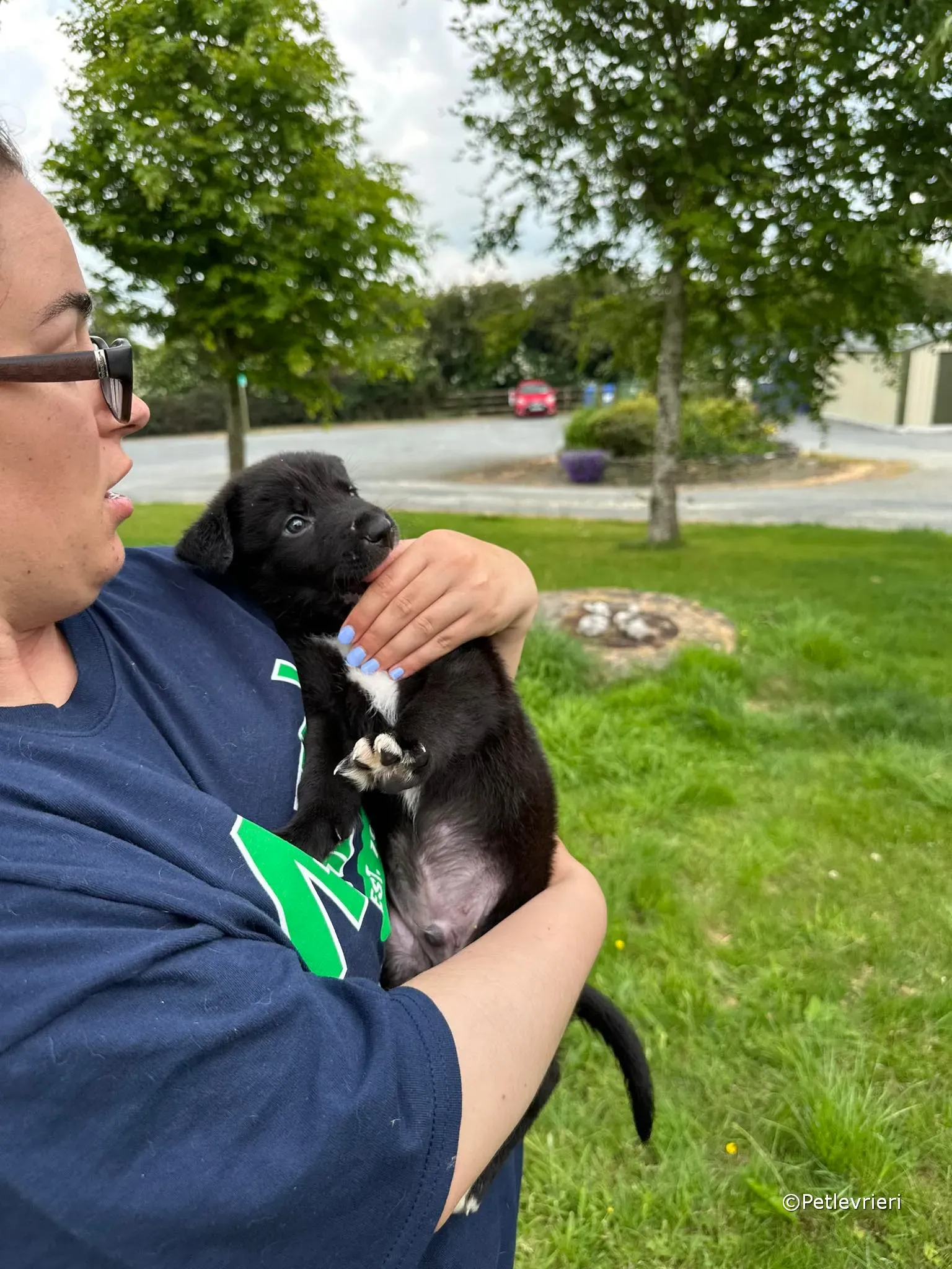 conor adozione greyhound petlevrieri 73