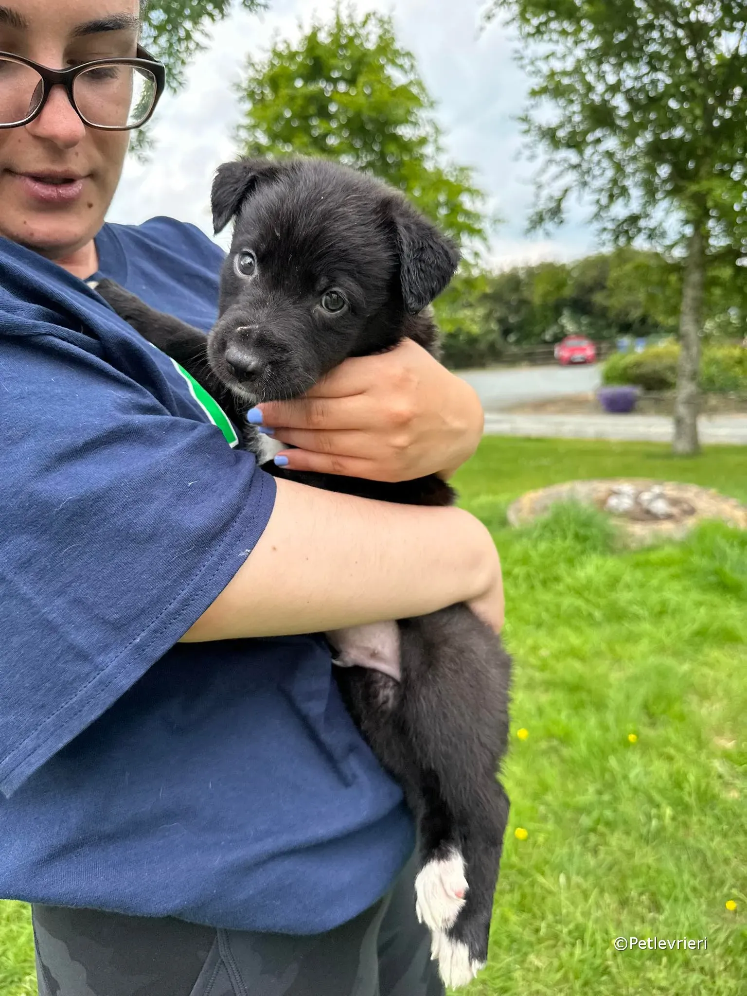 conor adozione greyhound petlevrieri 75