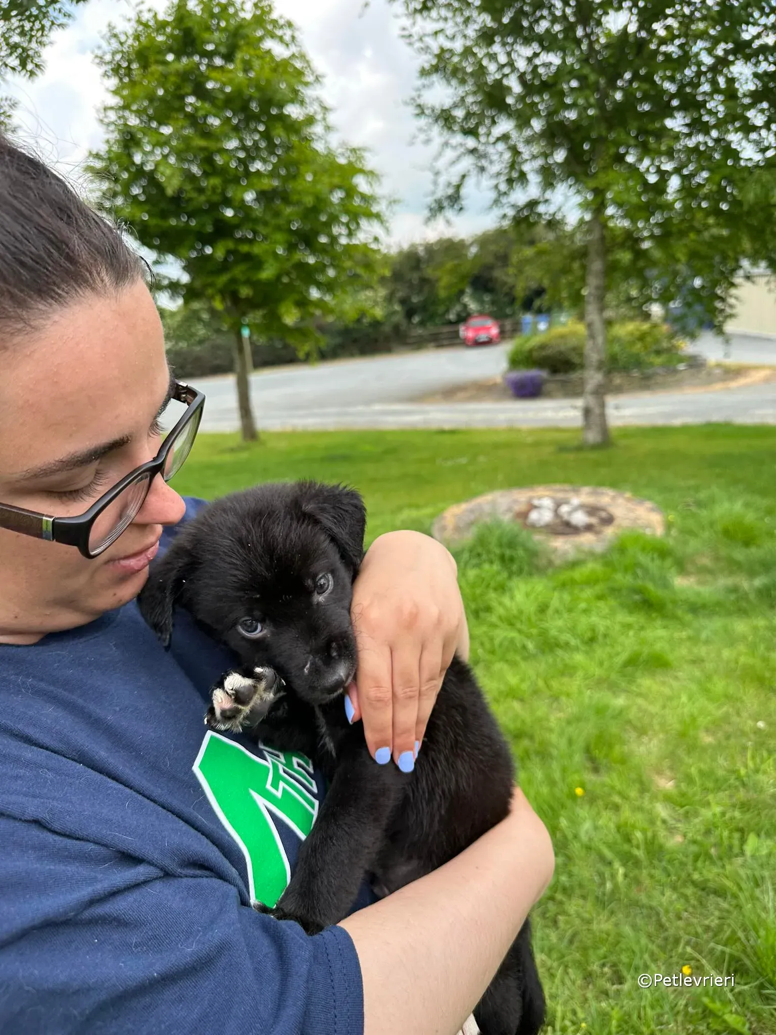 conor adozione greyhound petlevrieri 76