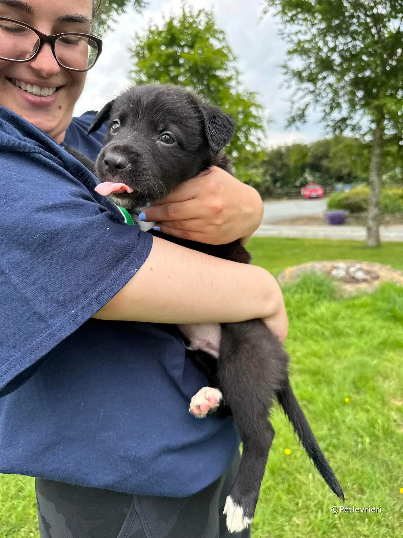 conor adozione greyhound petlevrieri 77