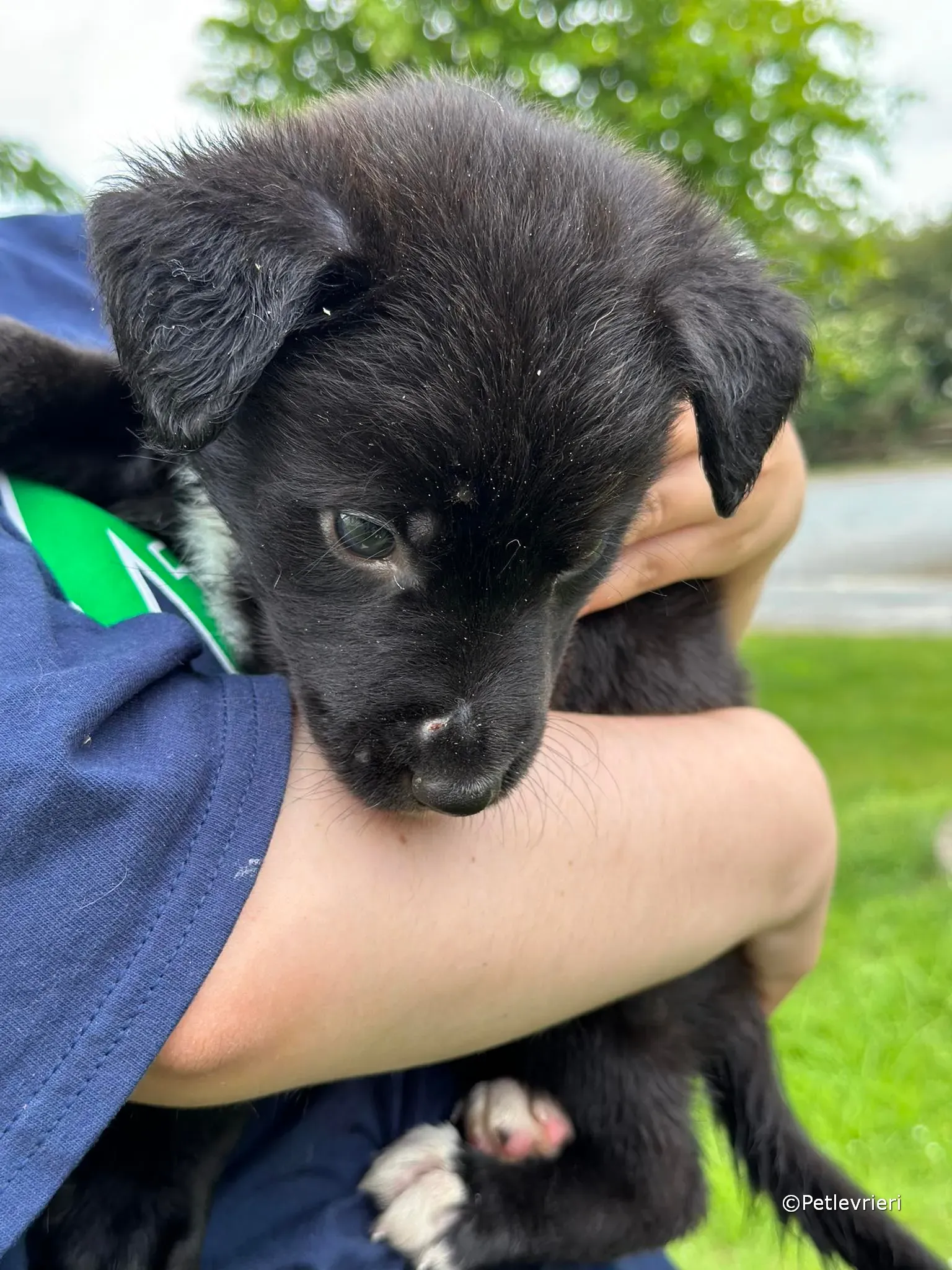 conor adozione greyhound petlevrieri 79