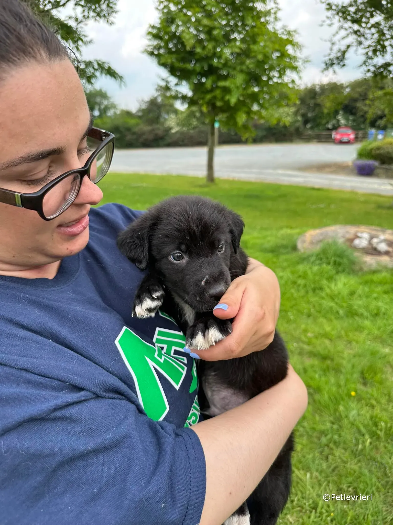 conor adozione greyhound petlevrieri 80