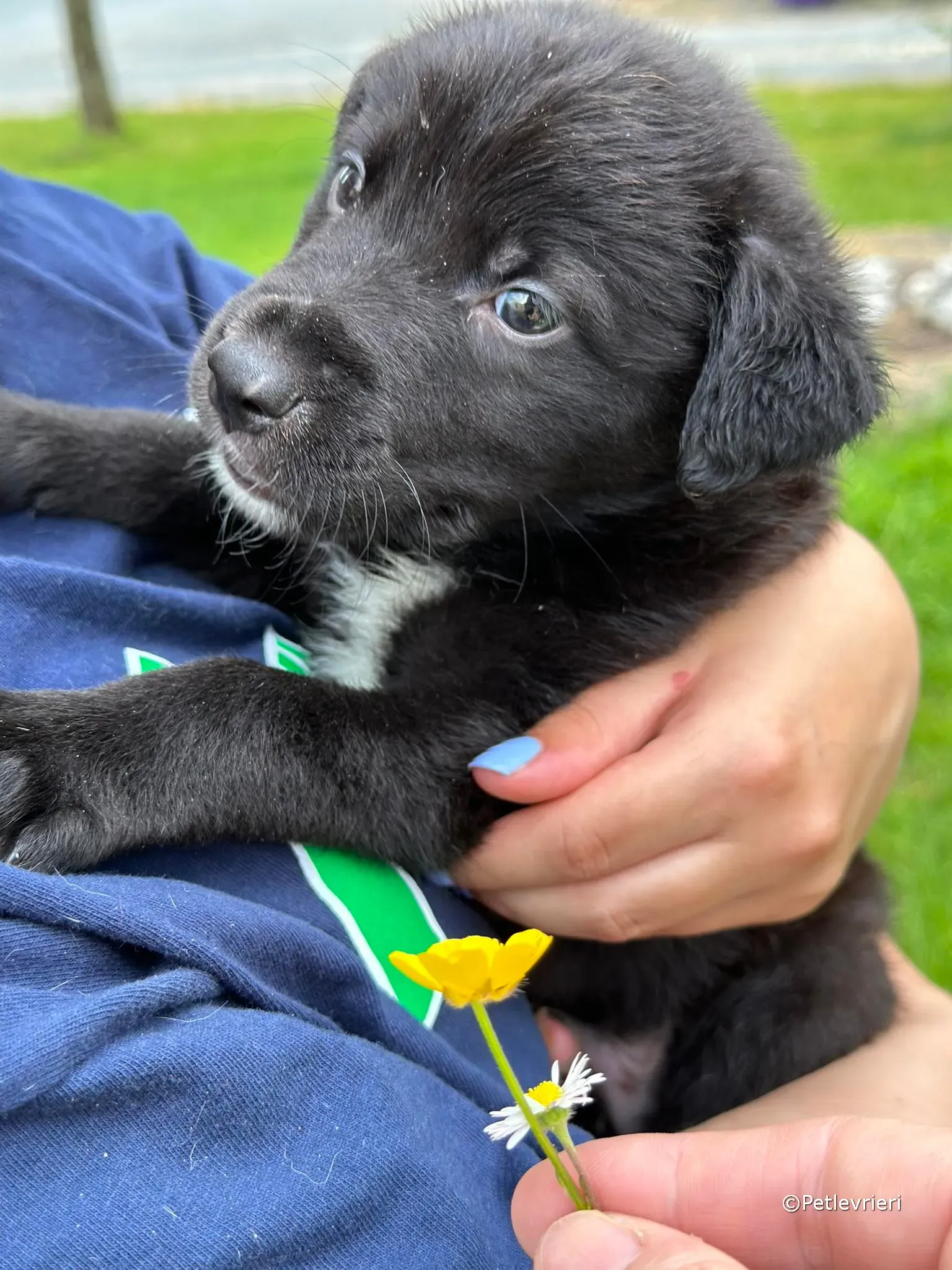 conor adozione greyhound petlevrieri 81