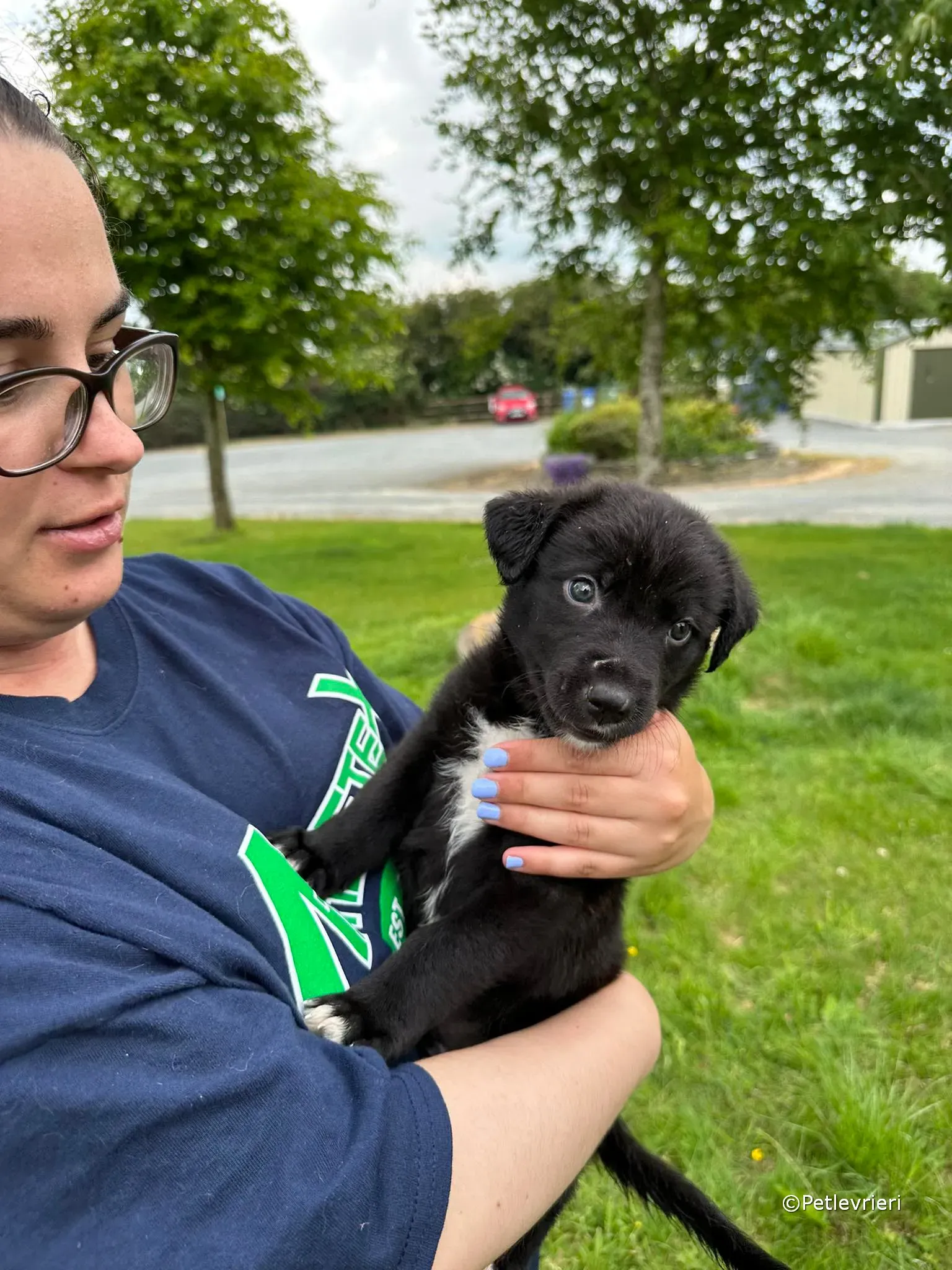 conor adozione greyhound petlevrieri 82