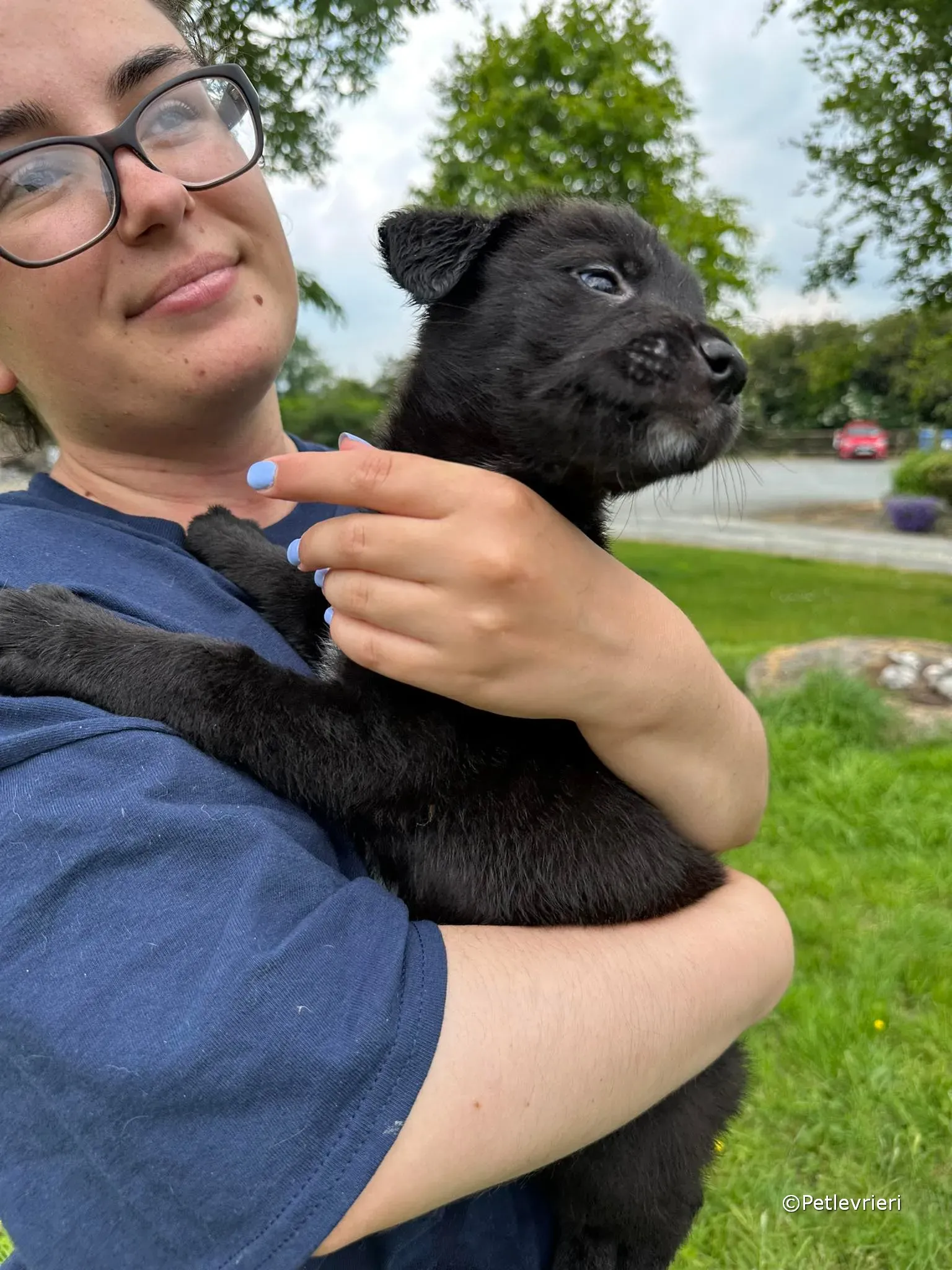 conor adozione greyhound petlevrieri 83