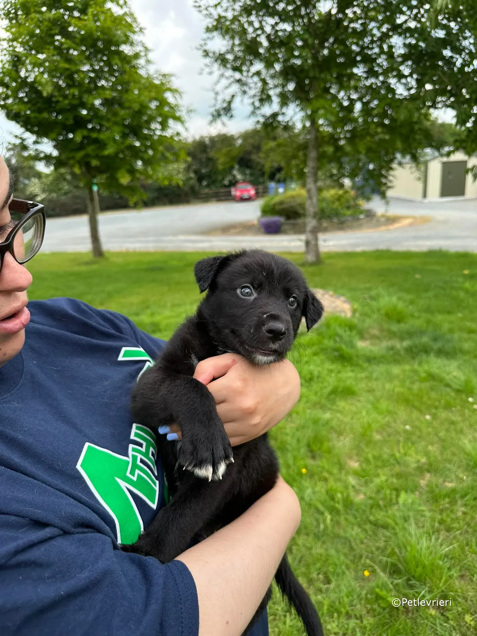 conor adozione greyhound petlevrieri 85