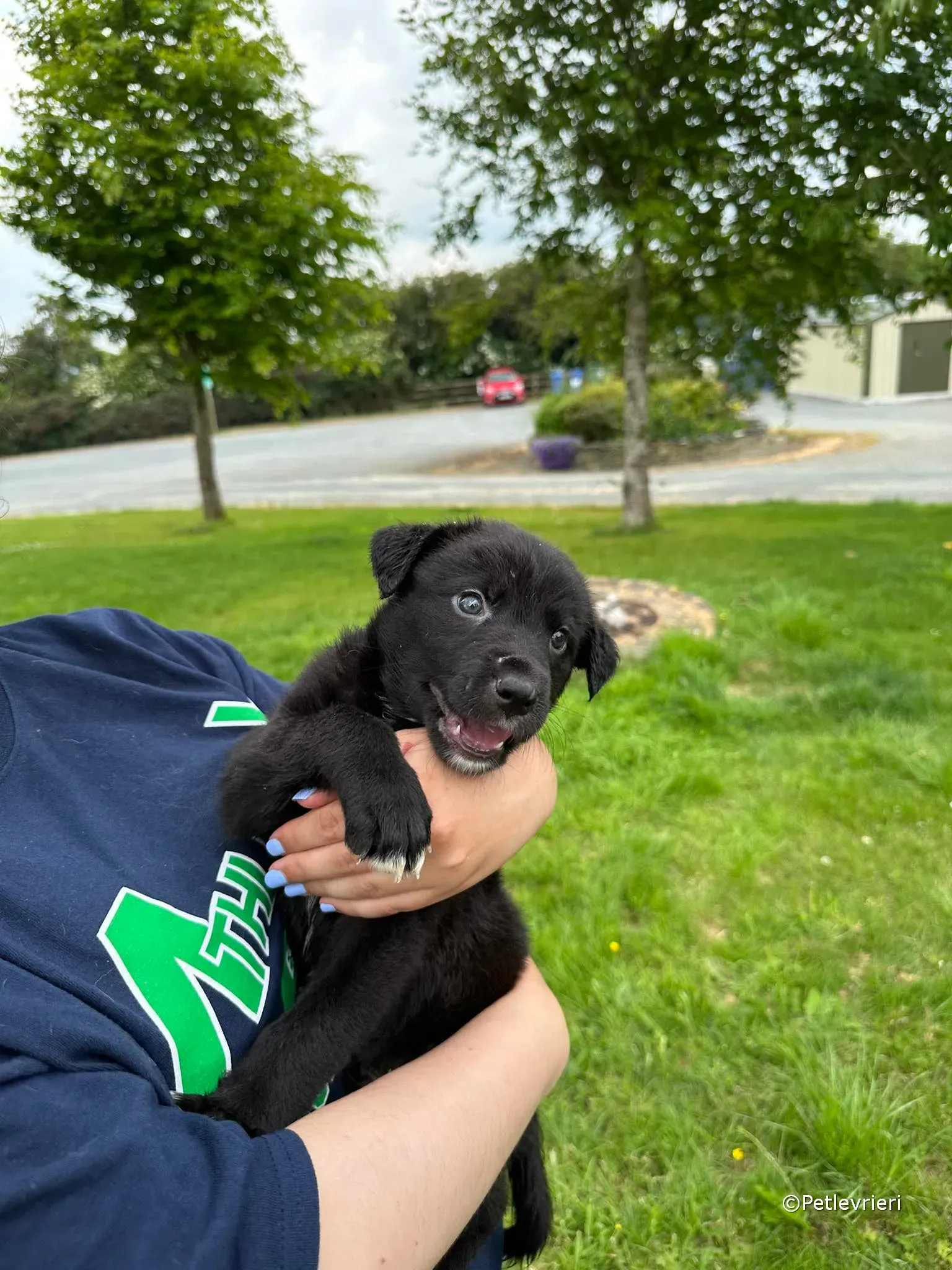 conor adozione greyhound petlevrieri 86