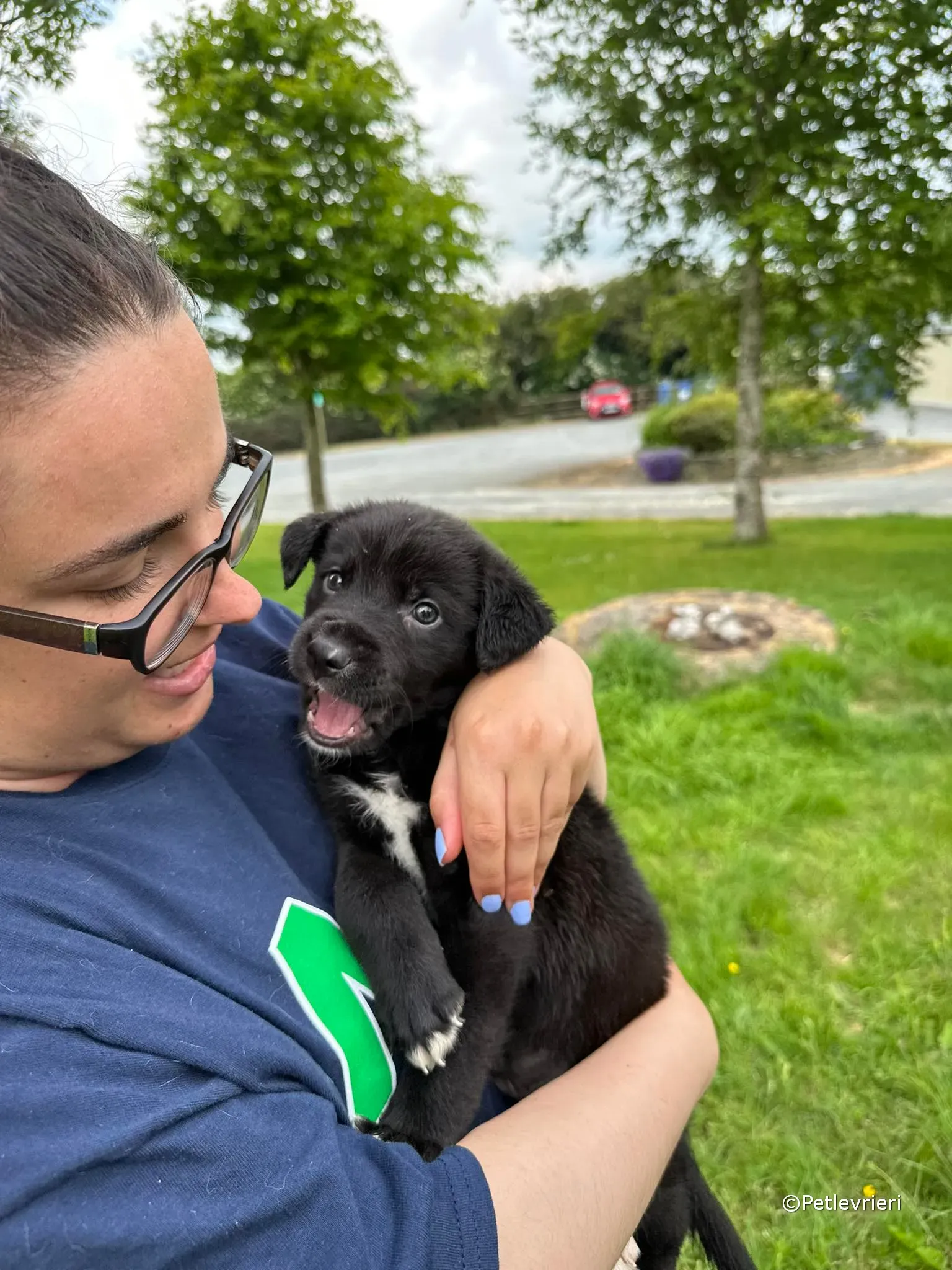 conor adozione greyhound petlevrieri 87