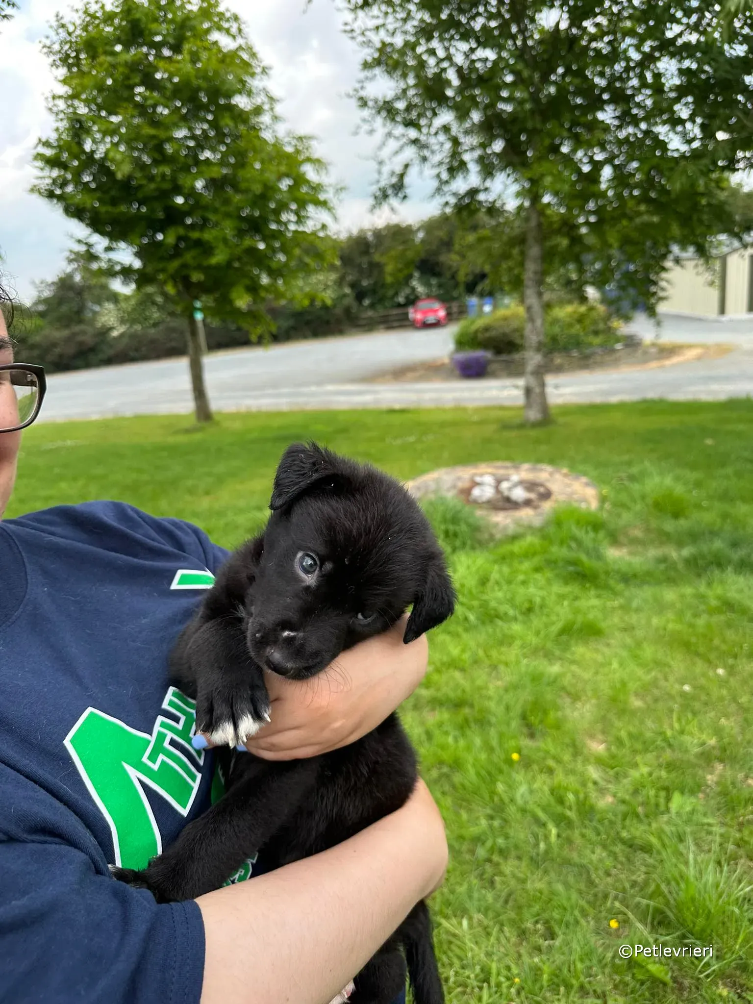 conor adozione greyhound petlevrieri 88