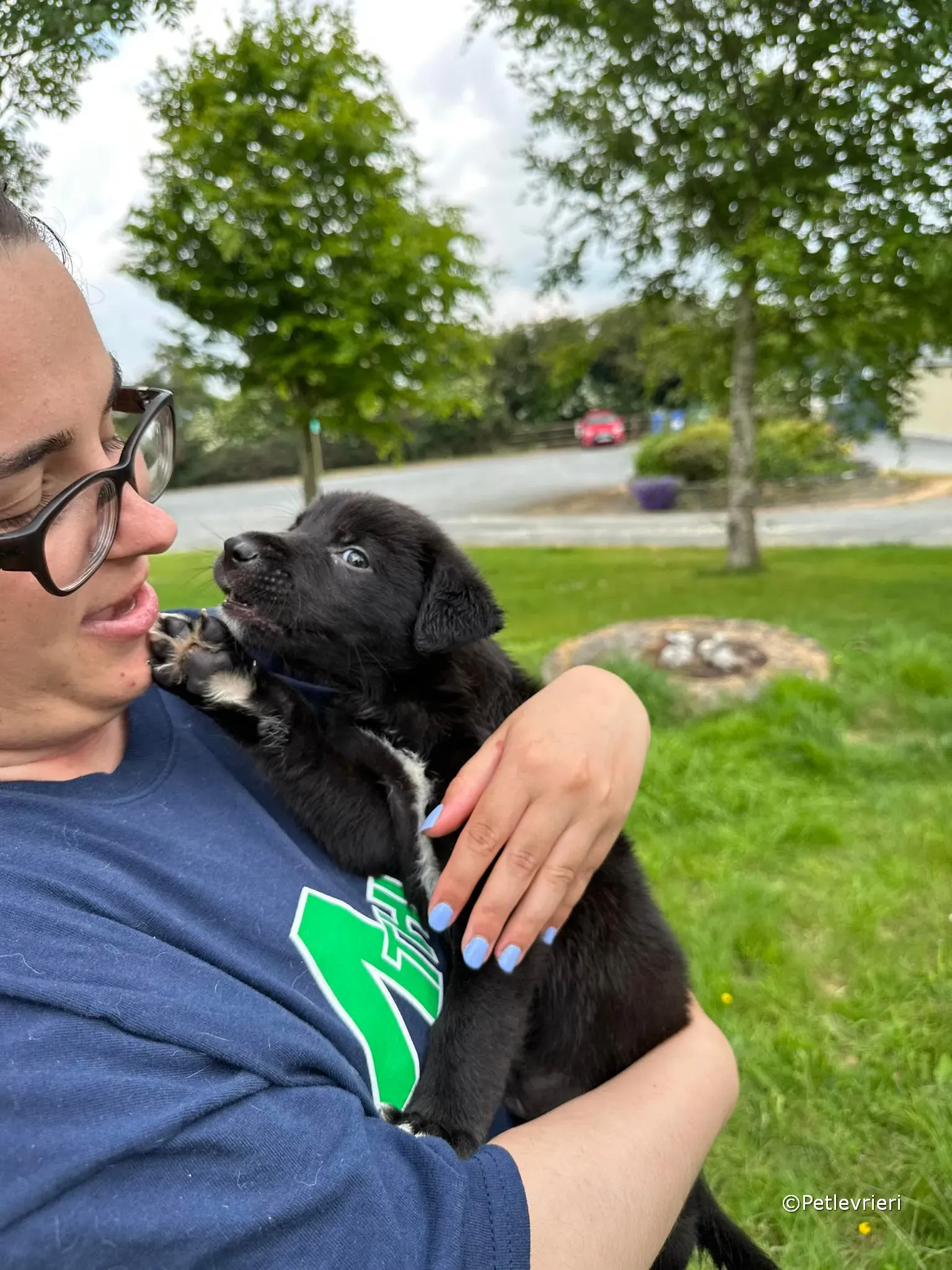 conor adozione greyhound petlevrieri 90