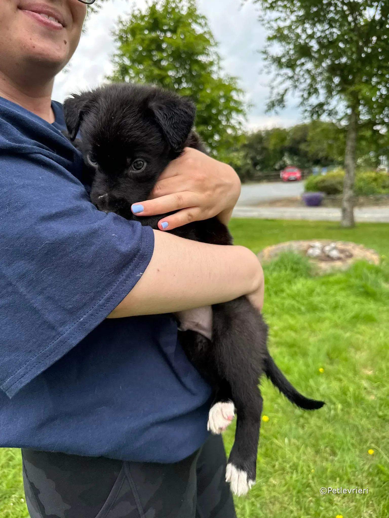 conor adozione greyhound petlevrieri 92