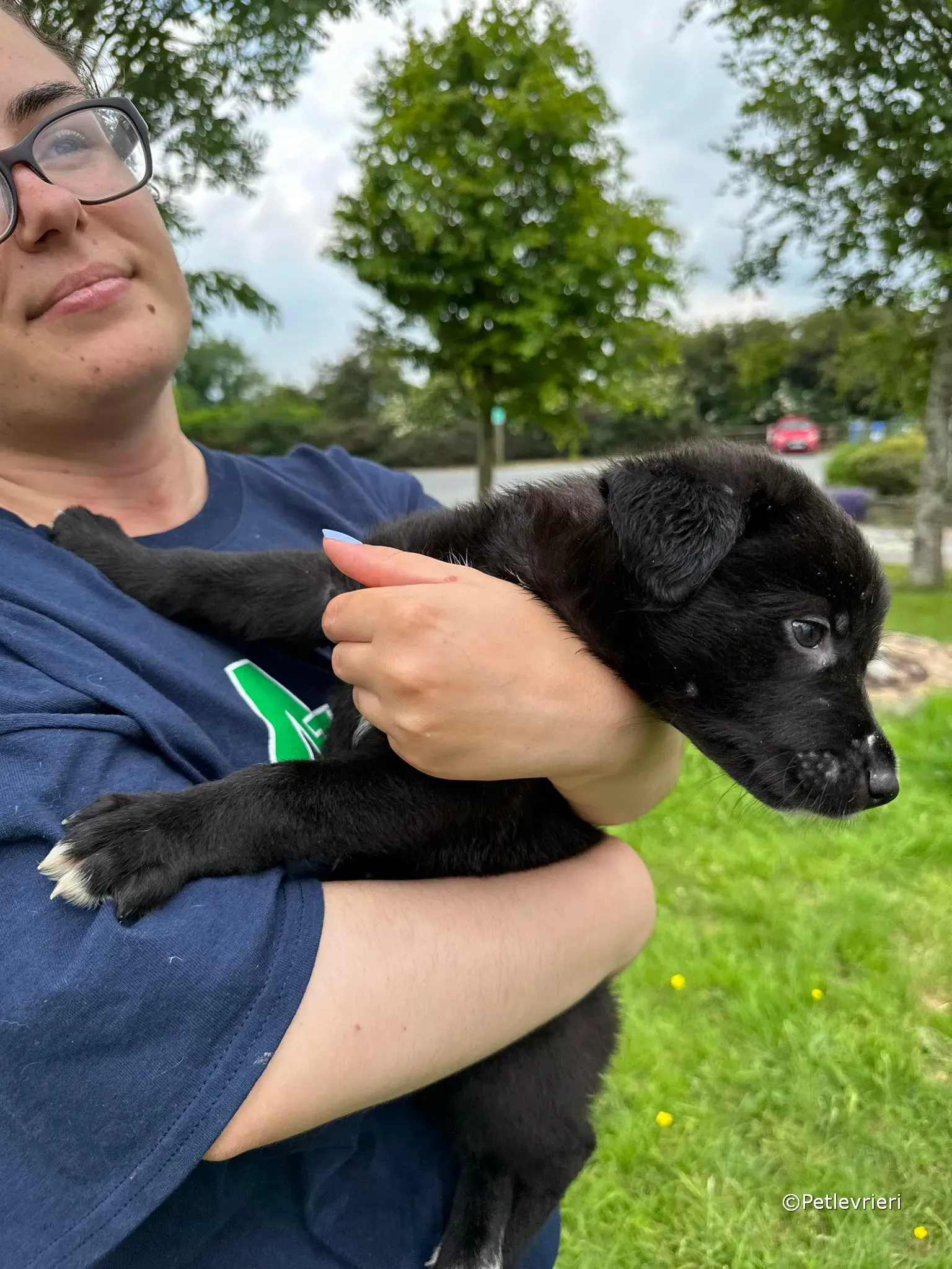 conor adozione greyhound petlevrieri 93