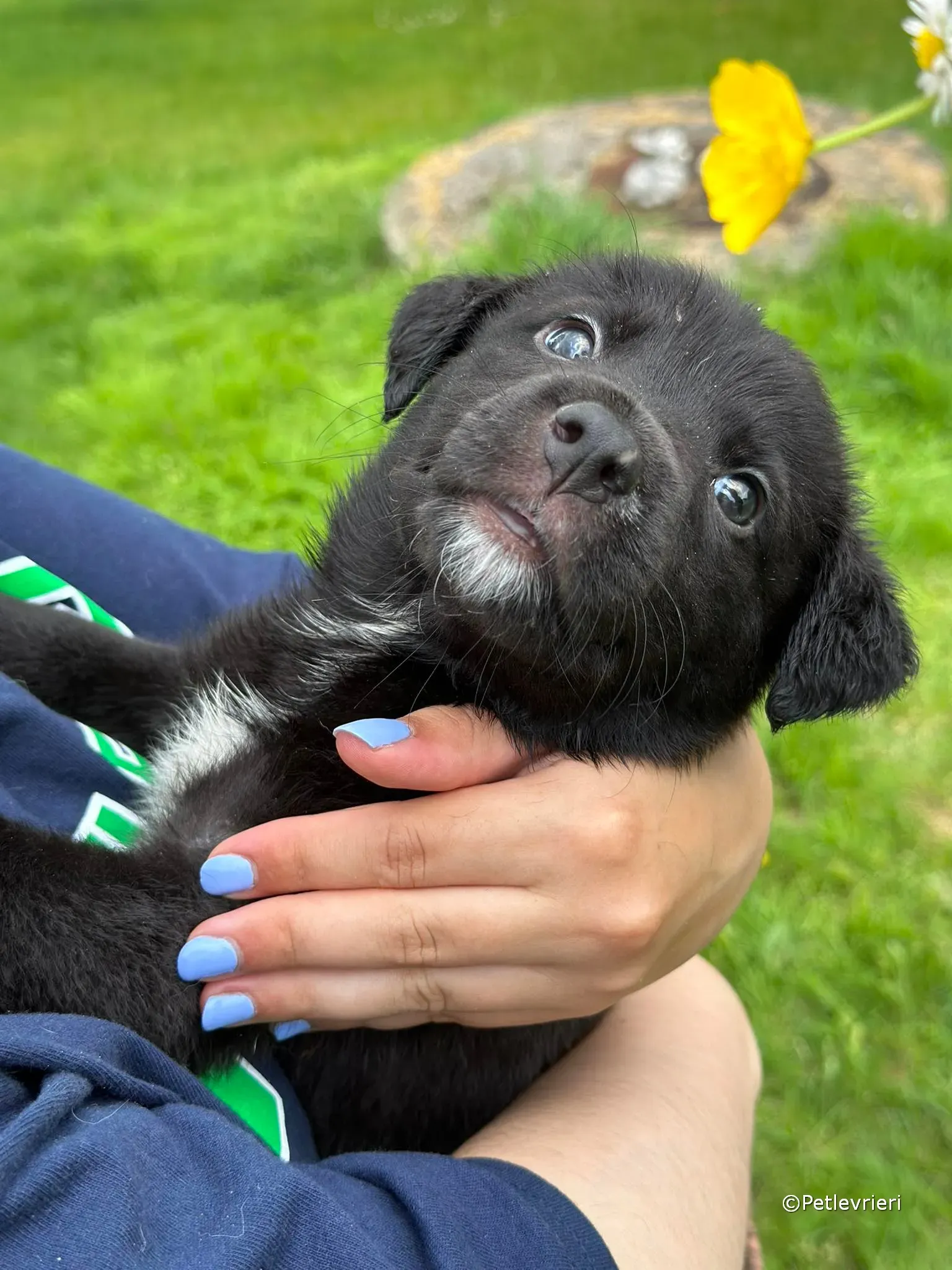 conor adozione greyhound petlevrieri 94