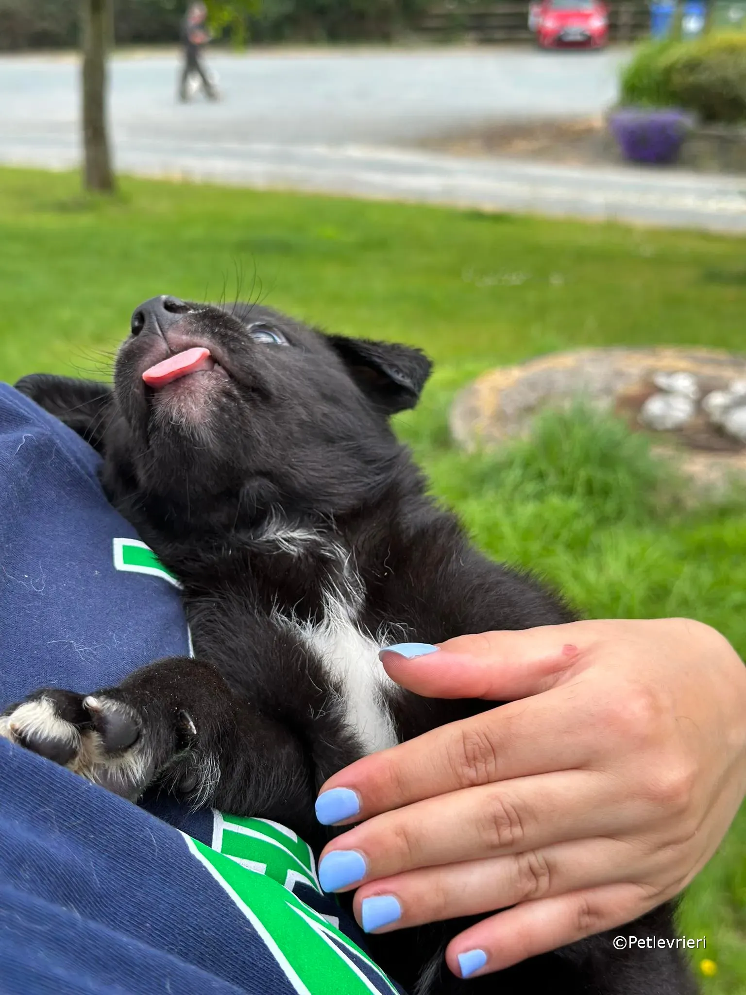 conor adozione greyhound petlevrieri 95