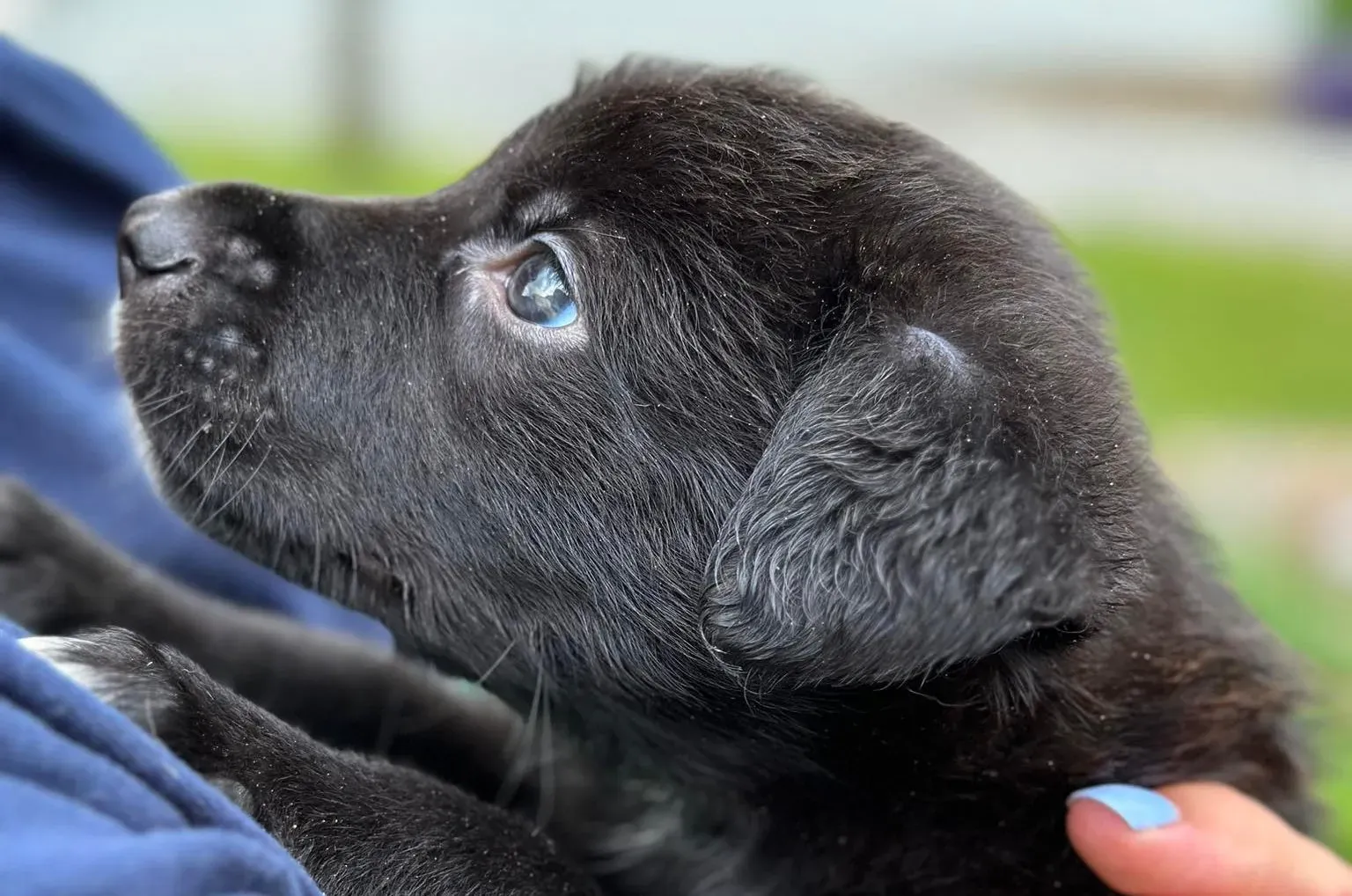 conor adozione greyhound petlevrieri 96 e1688125513160