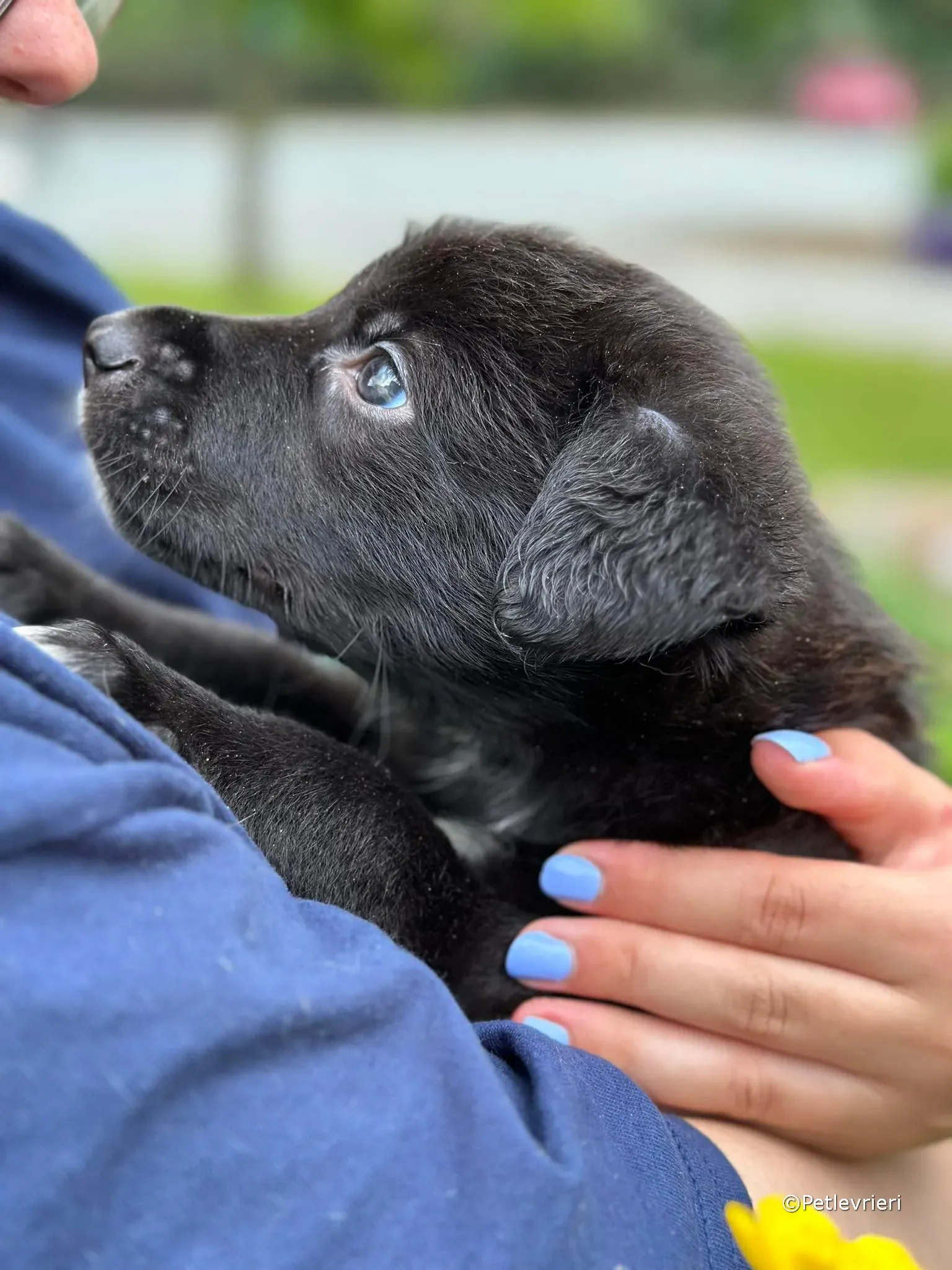 conor adozione greyhound petlevrieri 96