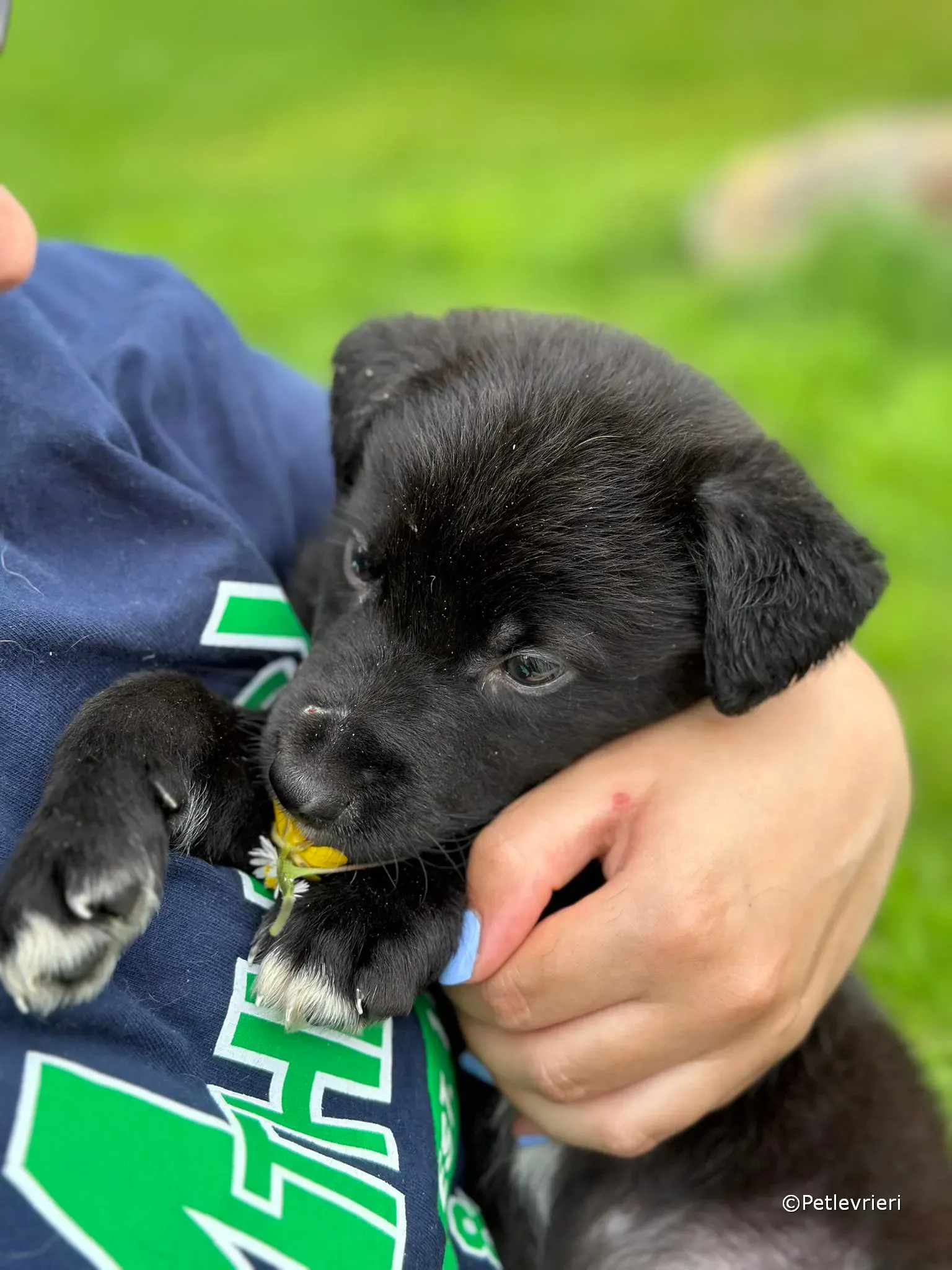 conor adozione greyhound petlevrieri 97