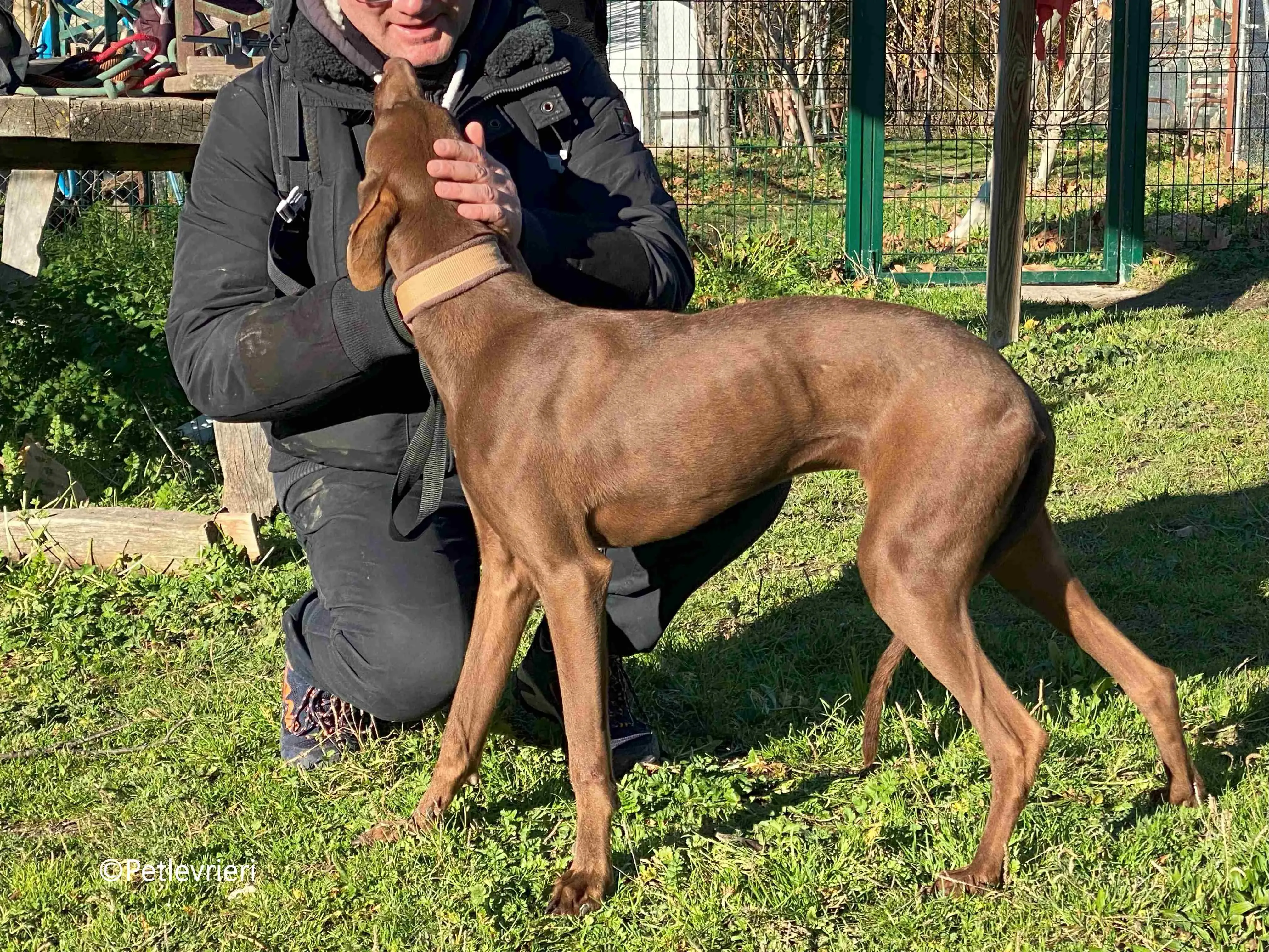 cookie adozione petlevrieri galgo 10