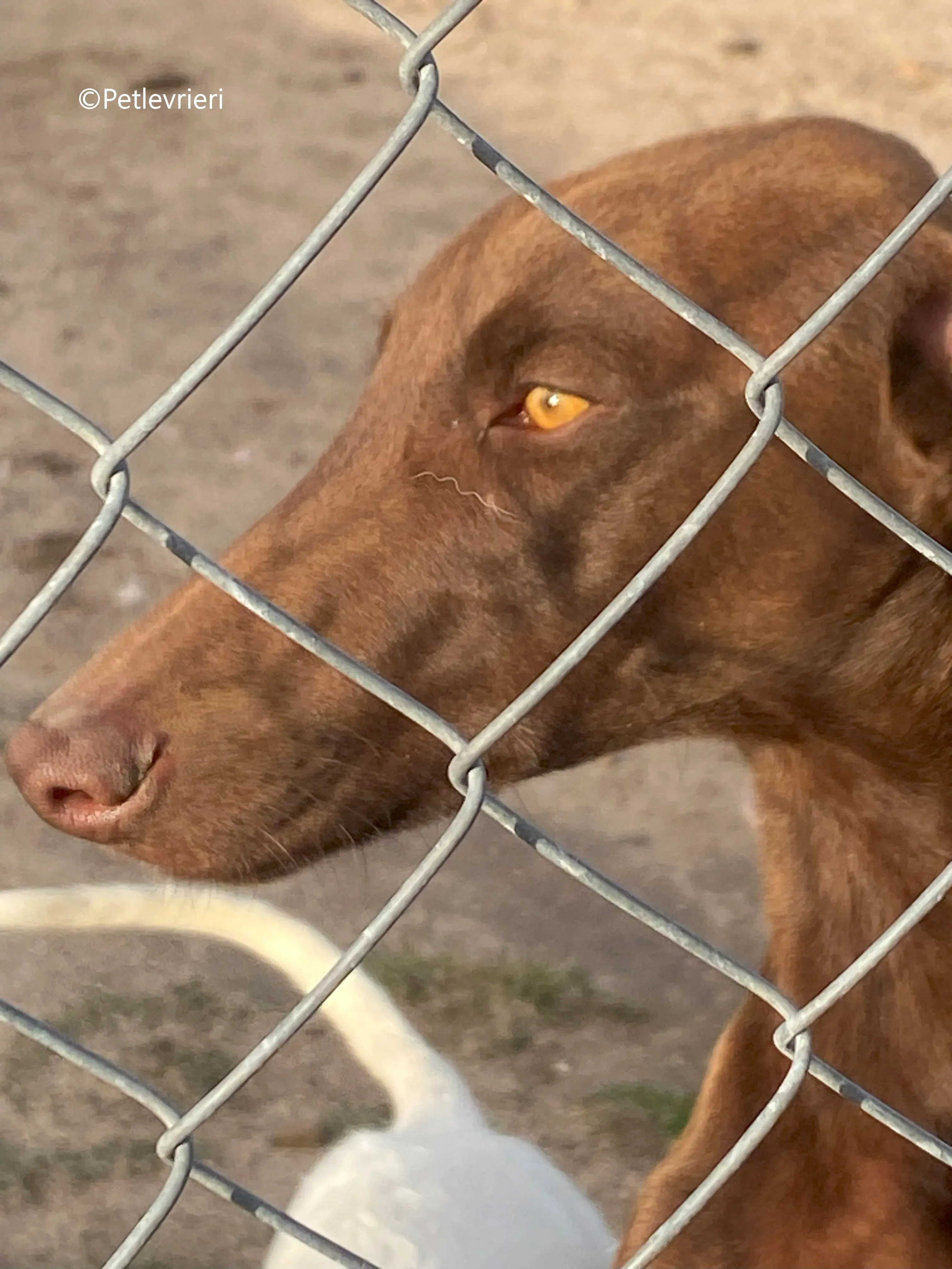 cookie adozione petlevrieri galgo 11