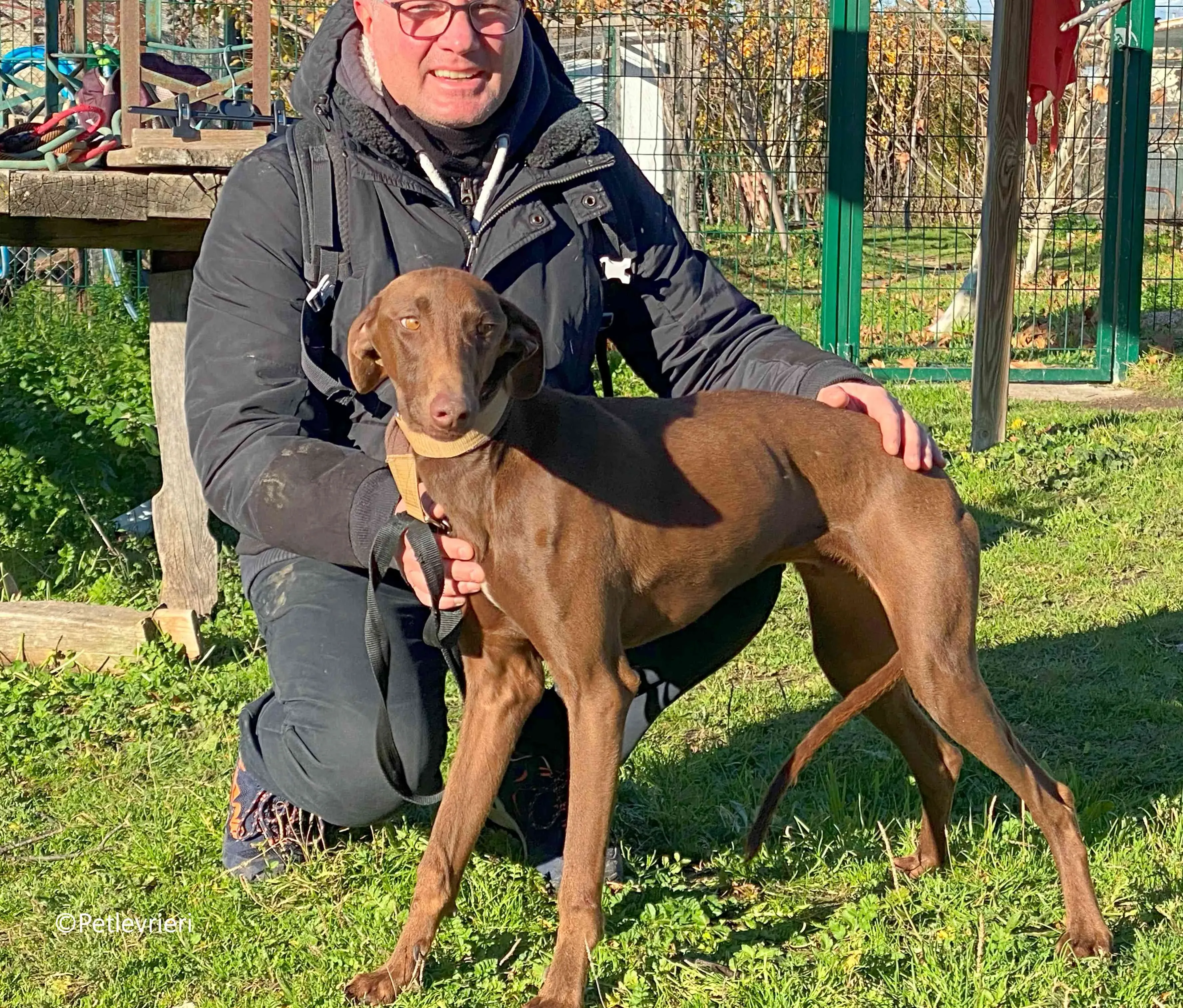 cookie adozione petlevrieri galgo 12